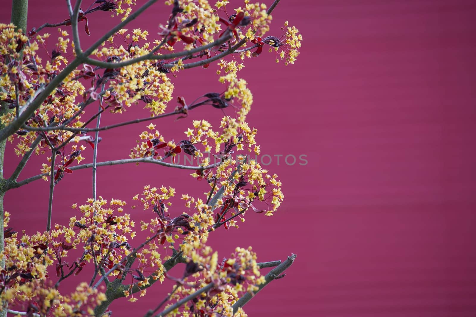 Red maple female tree covered with small yellow blossoms by NetPix