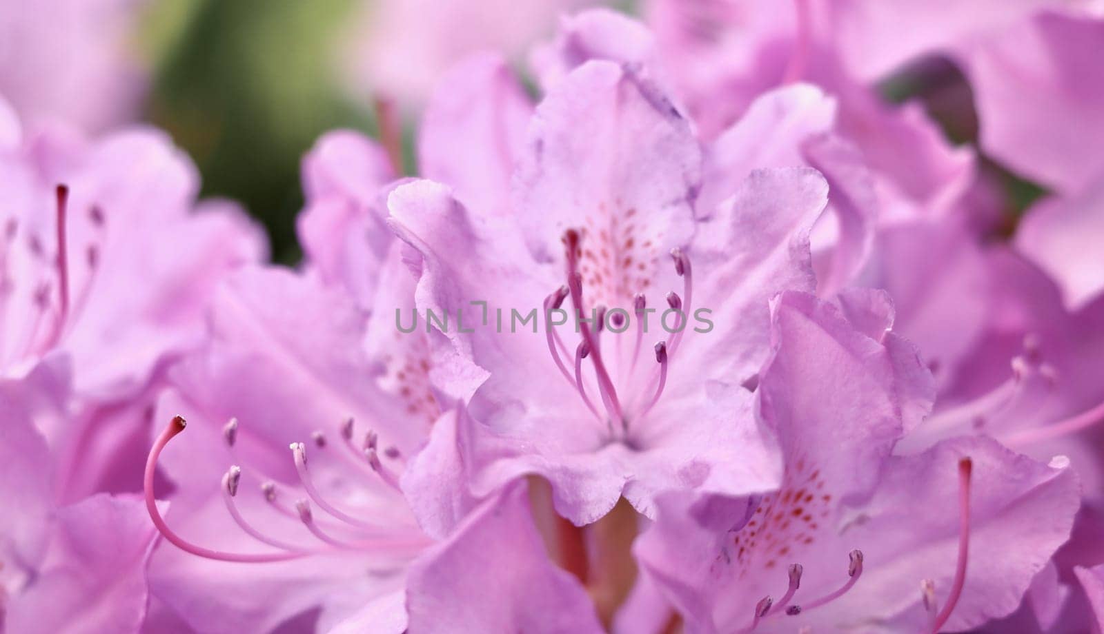 Pink Rhododendron flower petals. Macro flowers background for holiday brand design