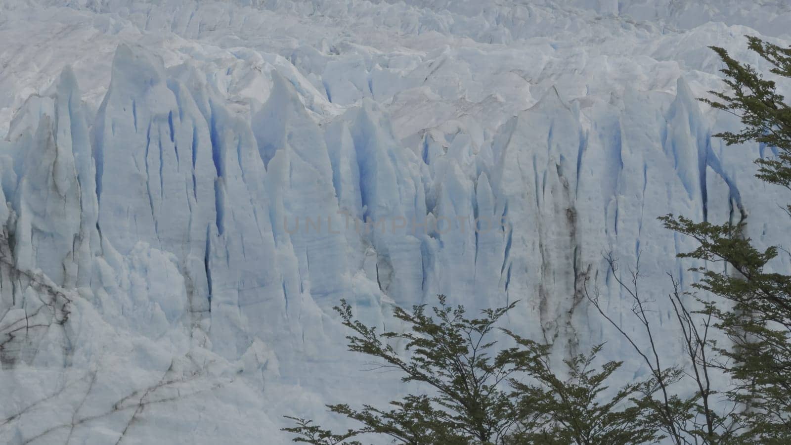 A calm tree stands before an expansive glacier with deep fissures.