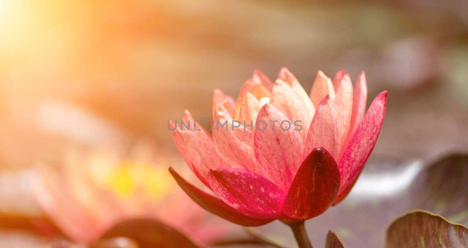 Pink lotus water lily flower in pond, waterlily with green leaves blooming.