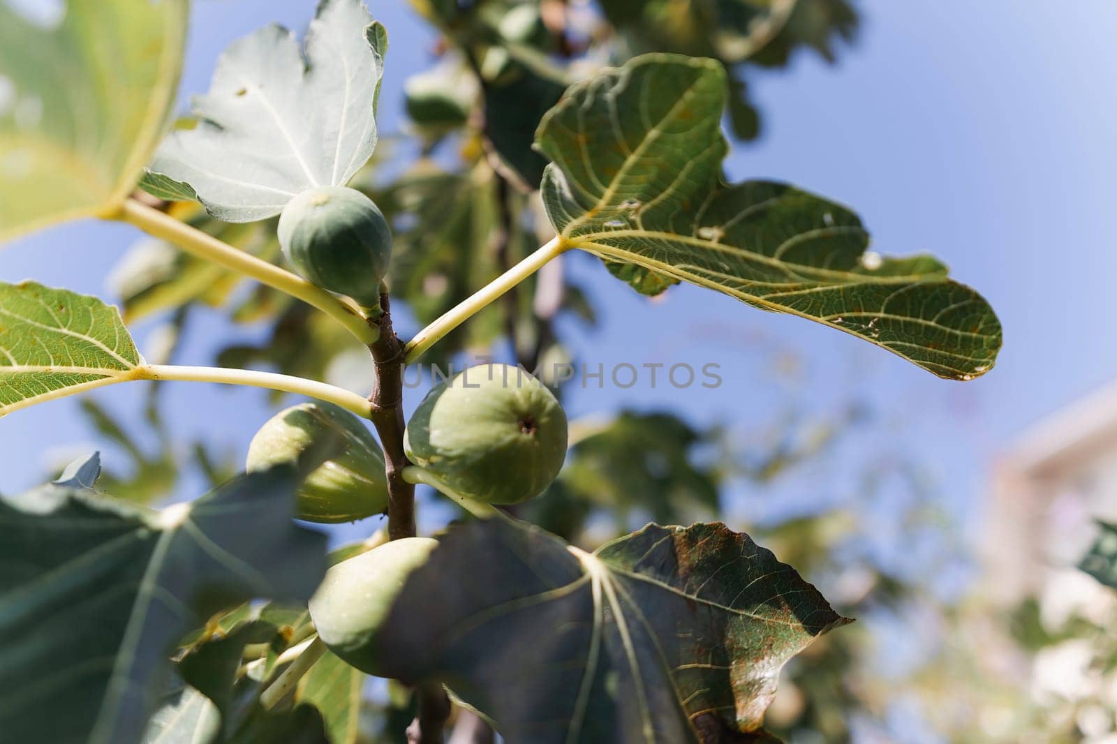 Figs with green leaves and small green fruits. The fruits are collected together on the branches. The sky is clear and blue
