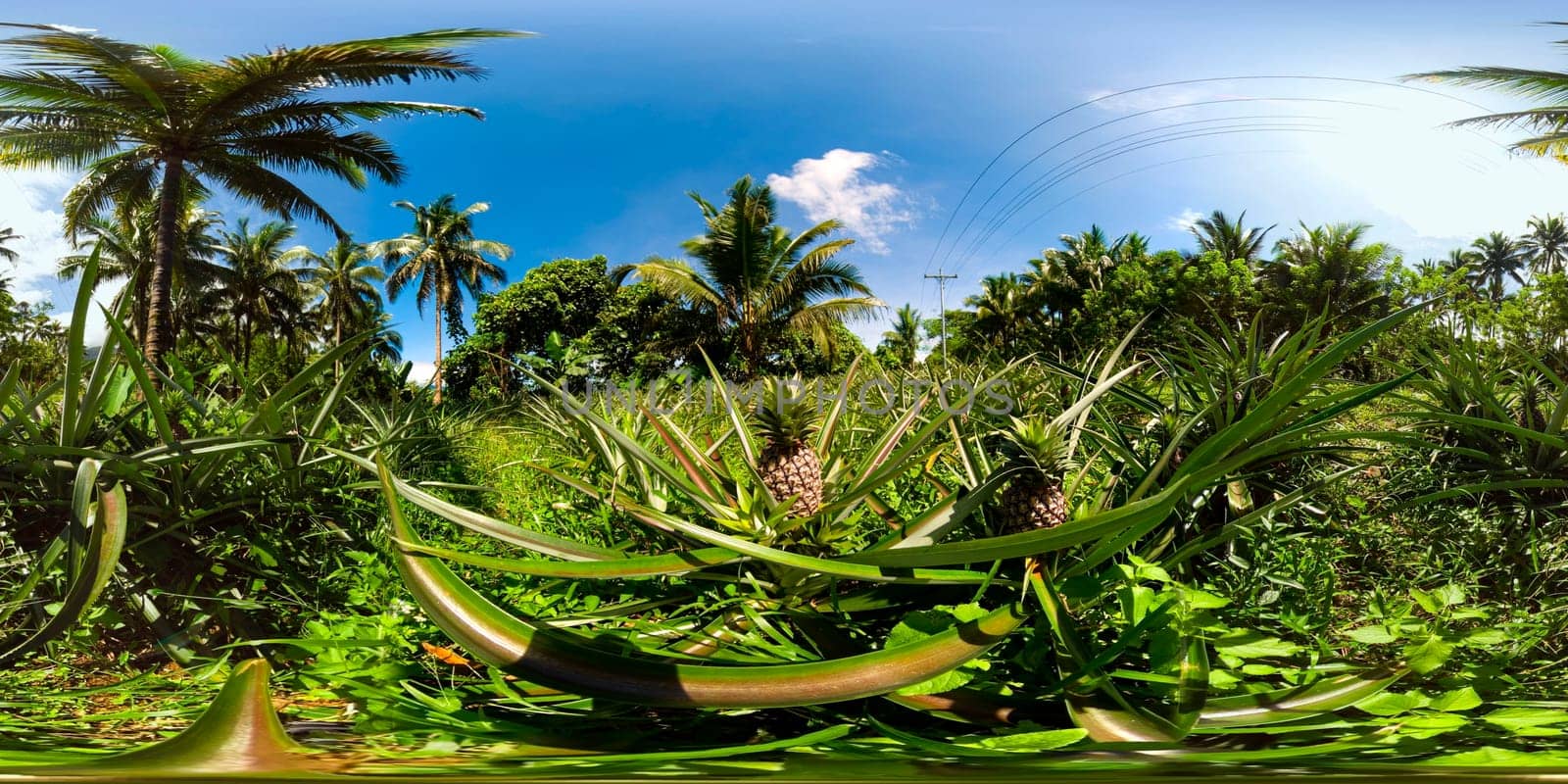 Pineapple plantation in the Philippines. VR 360. by Alexpunker