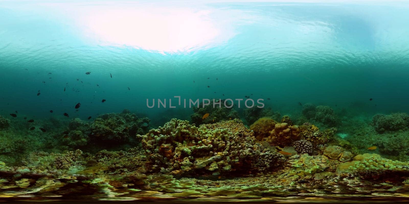 Coral reef and tropical fish. Philippines. Virtual Reality 360. by Alexpunker