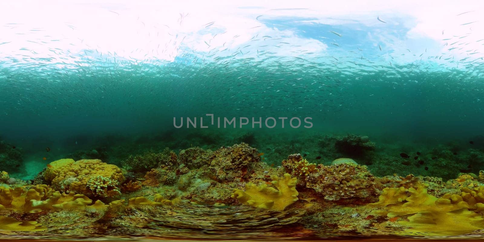 Coral reef and tropical fish underwater. Philippines. 360-Degree view. by Alexpunker