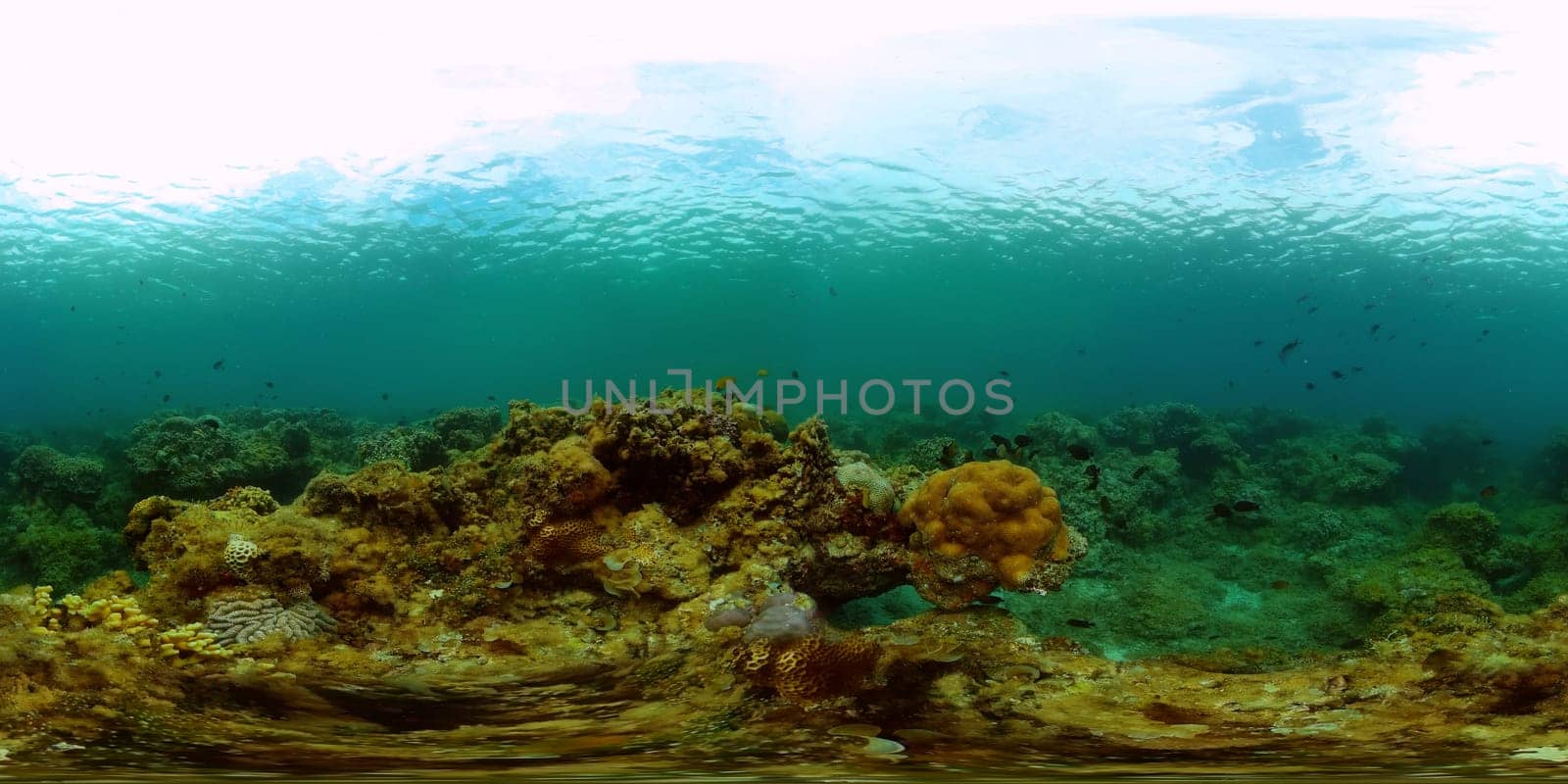 Coral reef and tropical fish. Philippines. 360-Degree view. by Alexpunker