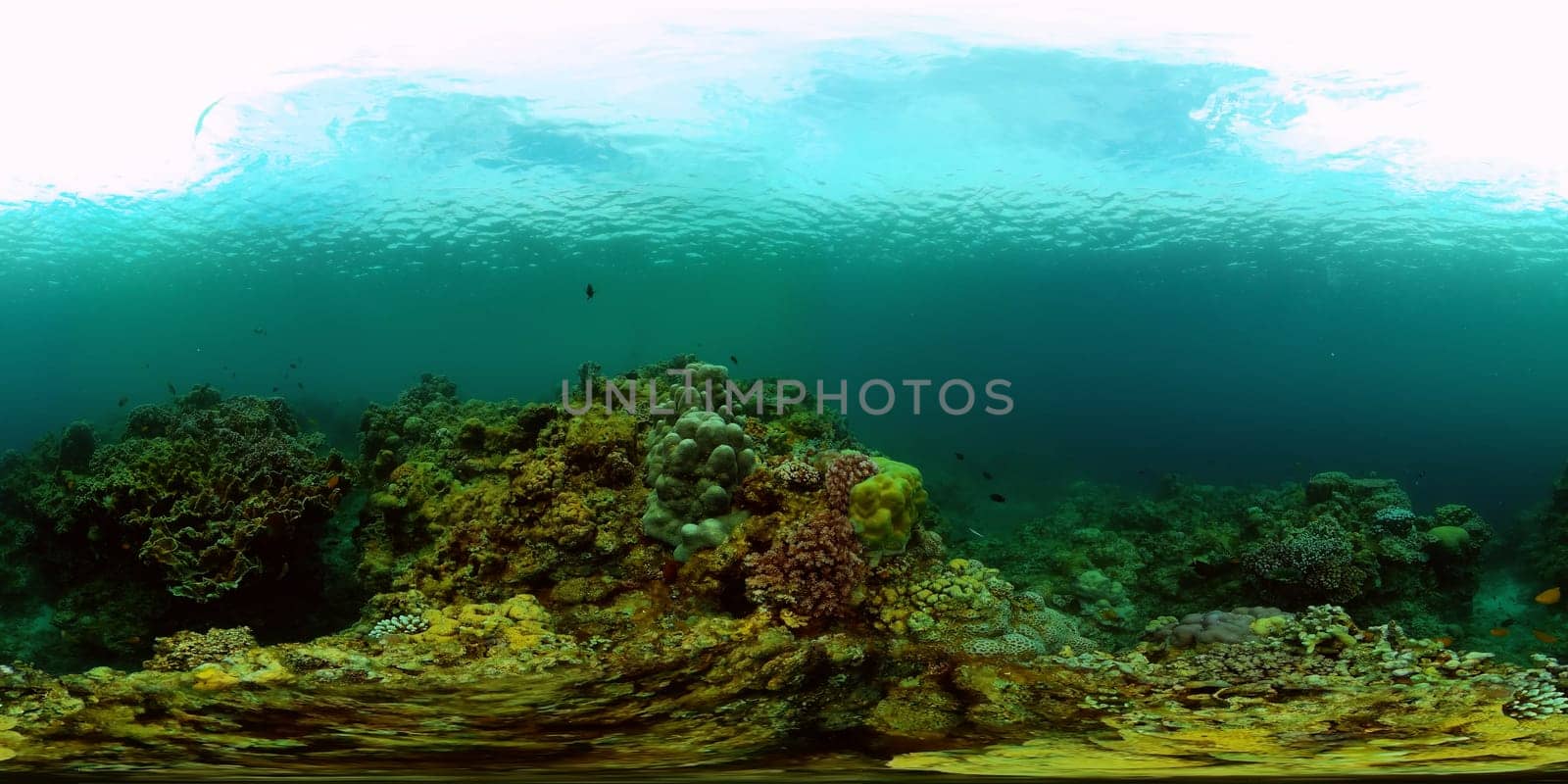 Coral reef with fish underwater. Philippines. Virtual Reality 360. by Alexpunker