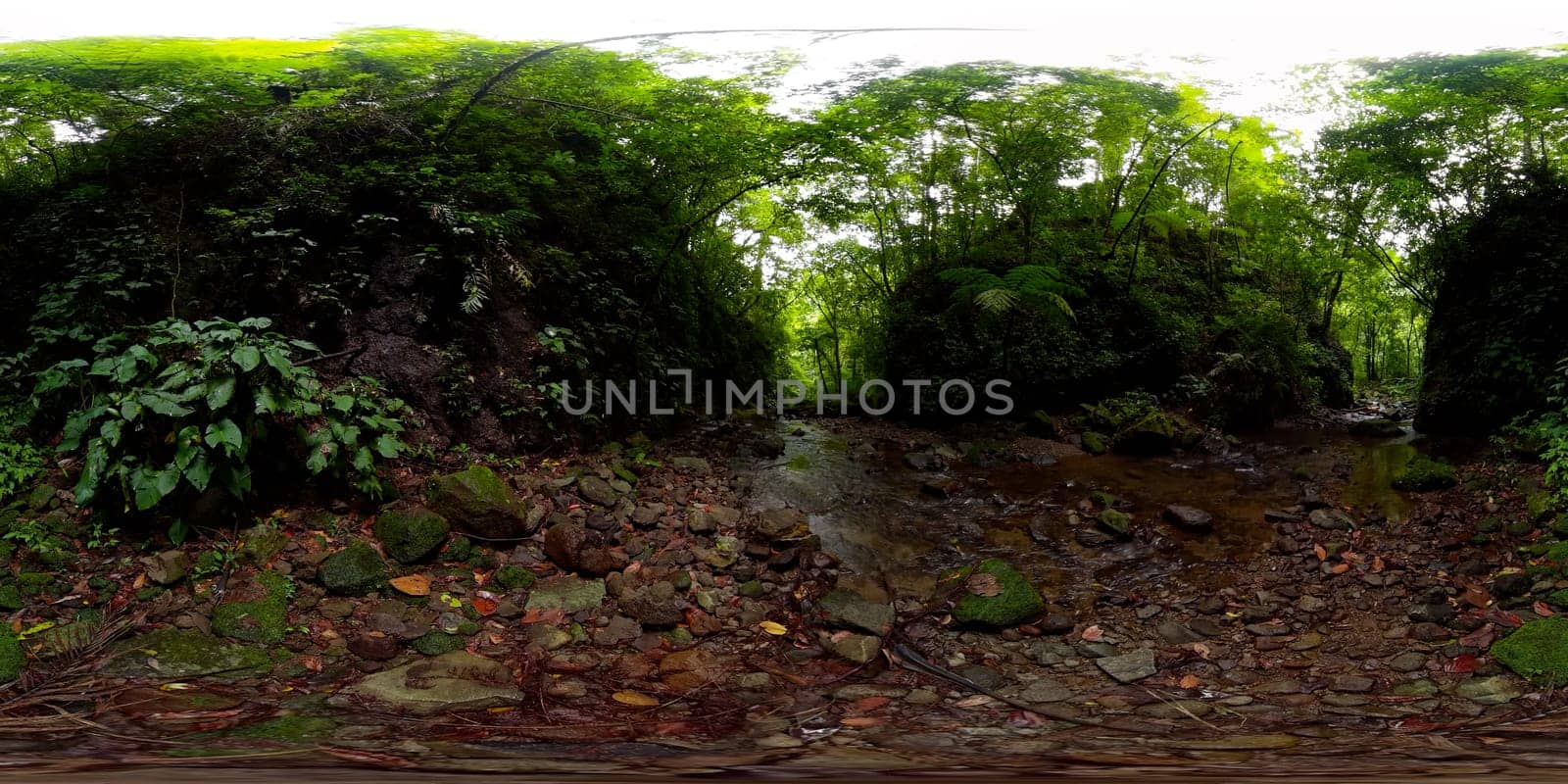 Rainforest in the Philippines. 360 panorama VR. by Alexpunker