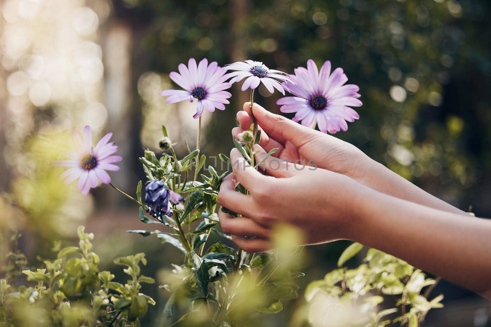 Daisy flowers, hands and nature in outdoor garden for zen, calm and aromatherapy plants. Landscaping, sustainability and female person with aroma for anxiety, stress and a peaceful mind with bokeh.