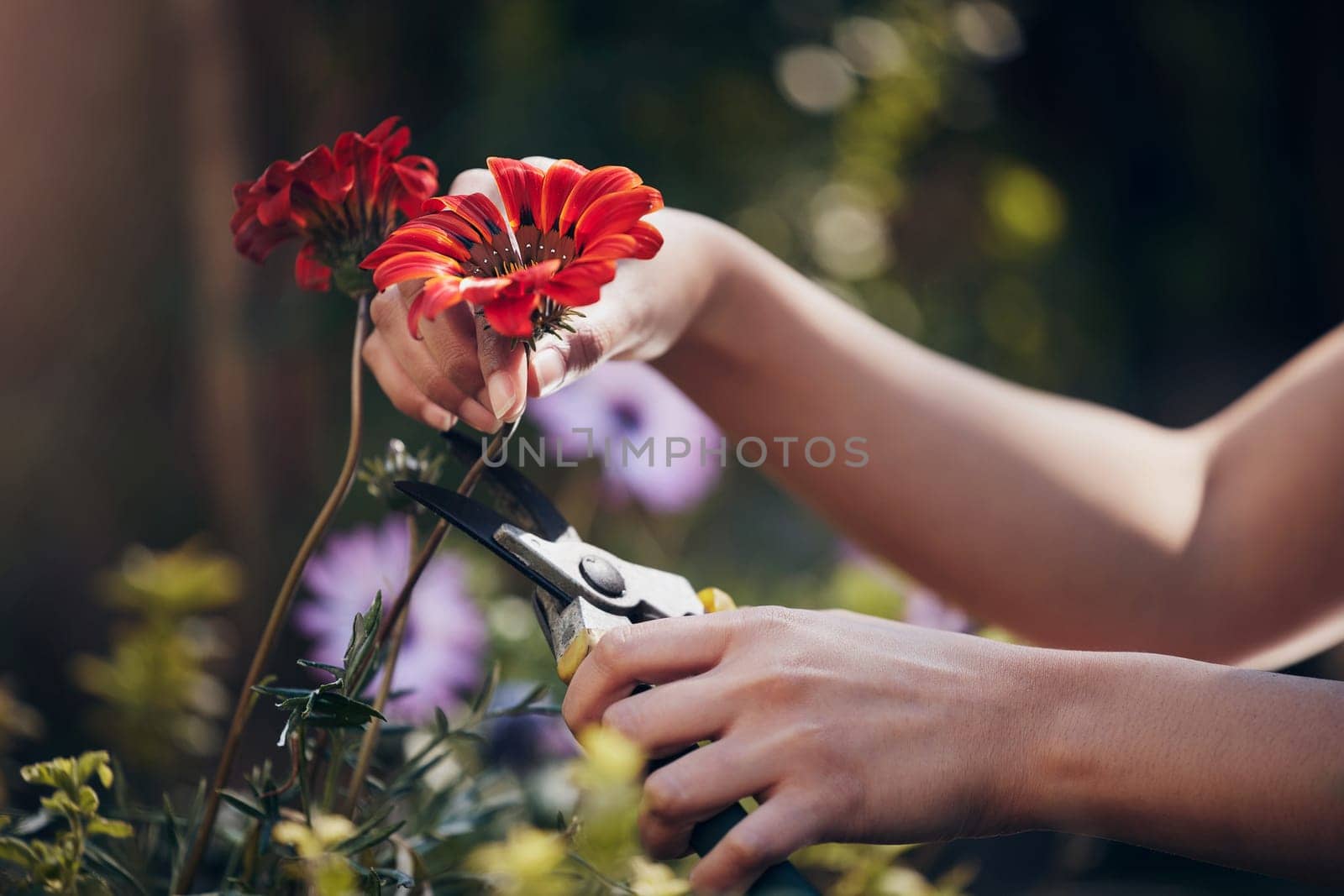 Person, hand and cut flower in garden for botany or nursery maintenance, display and sale for floral sustainability. Girl, florist and red gerbera plant for small business, ecology and harvesting. by YuriArcurs