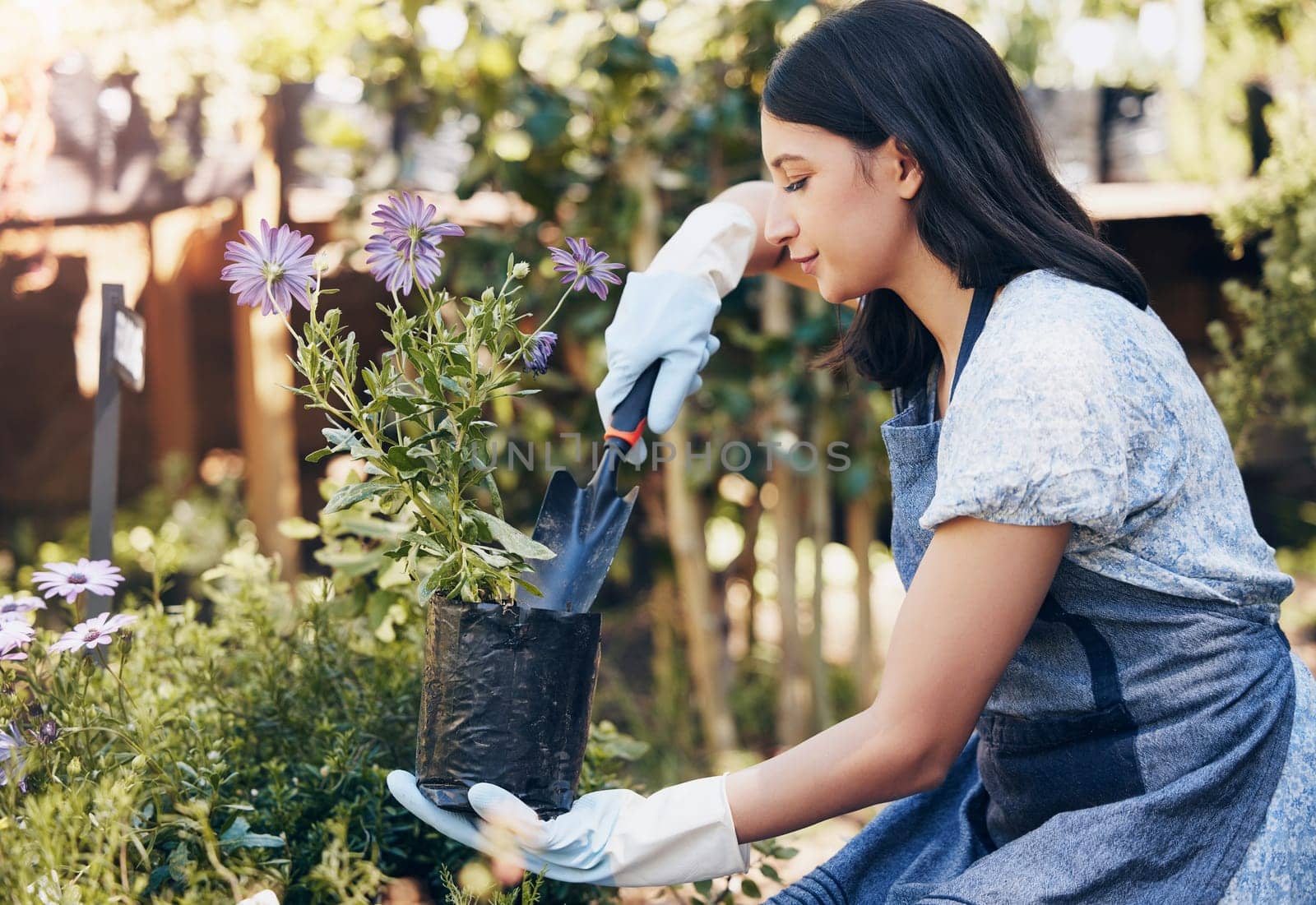 Woman, work and plants with shovel for gardening at store in startup with passion for relax with nature. Green, florist and shop with purple daisy for selling in spring for growth with enjoyment.