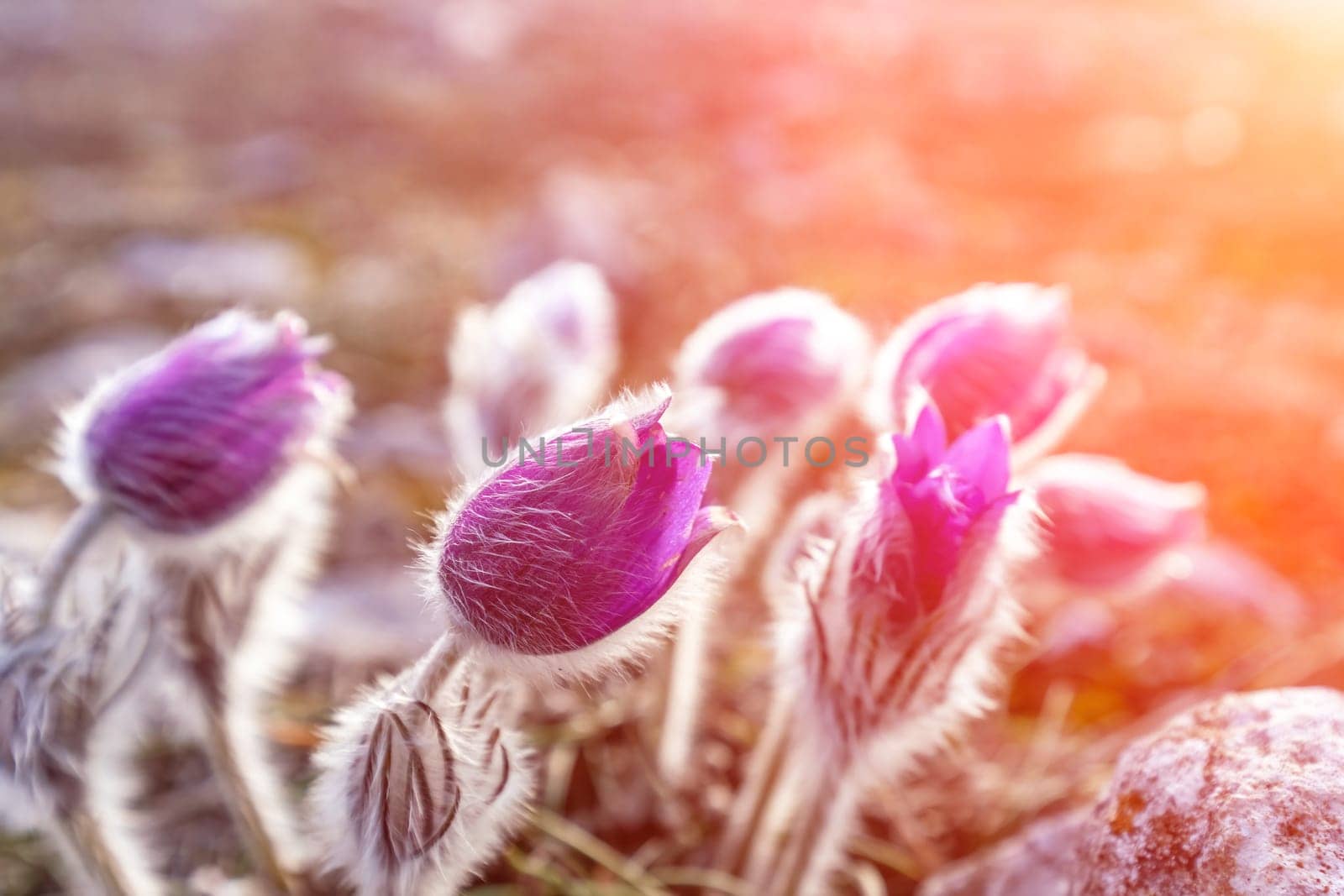 Dream grass is the most beautiful spring flower. Pulsatilla blooms in early spring in forests and mountains. Purple pulsatilla flowers close up in the snow.