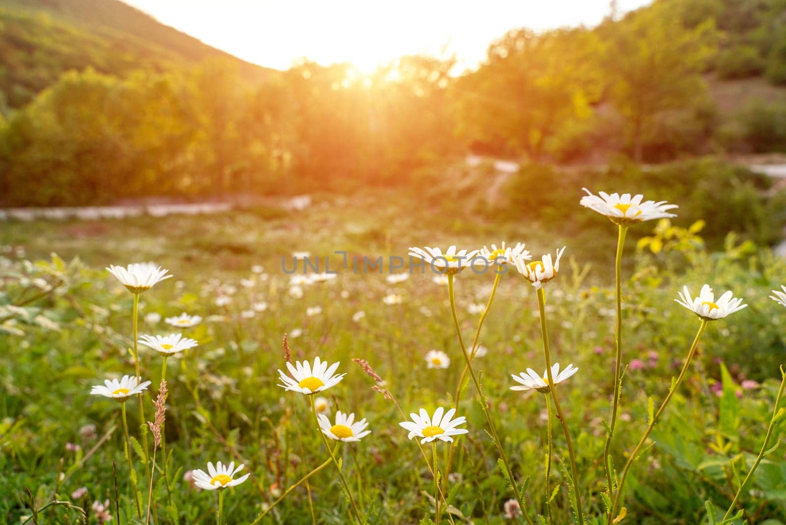 Beautiful field with white daisy flower background. Bright chamomiles or camomiles meadow. Summer in the garden