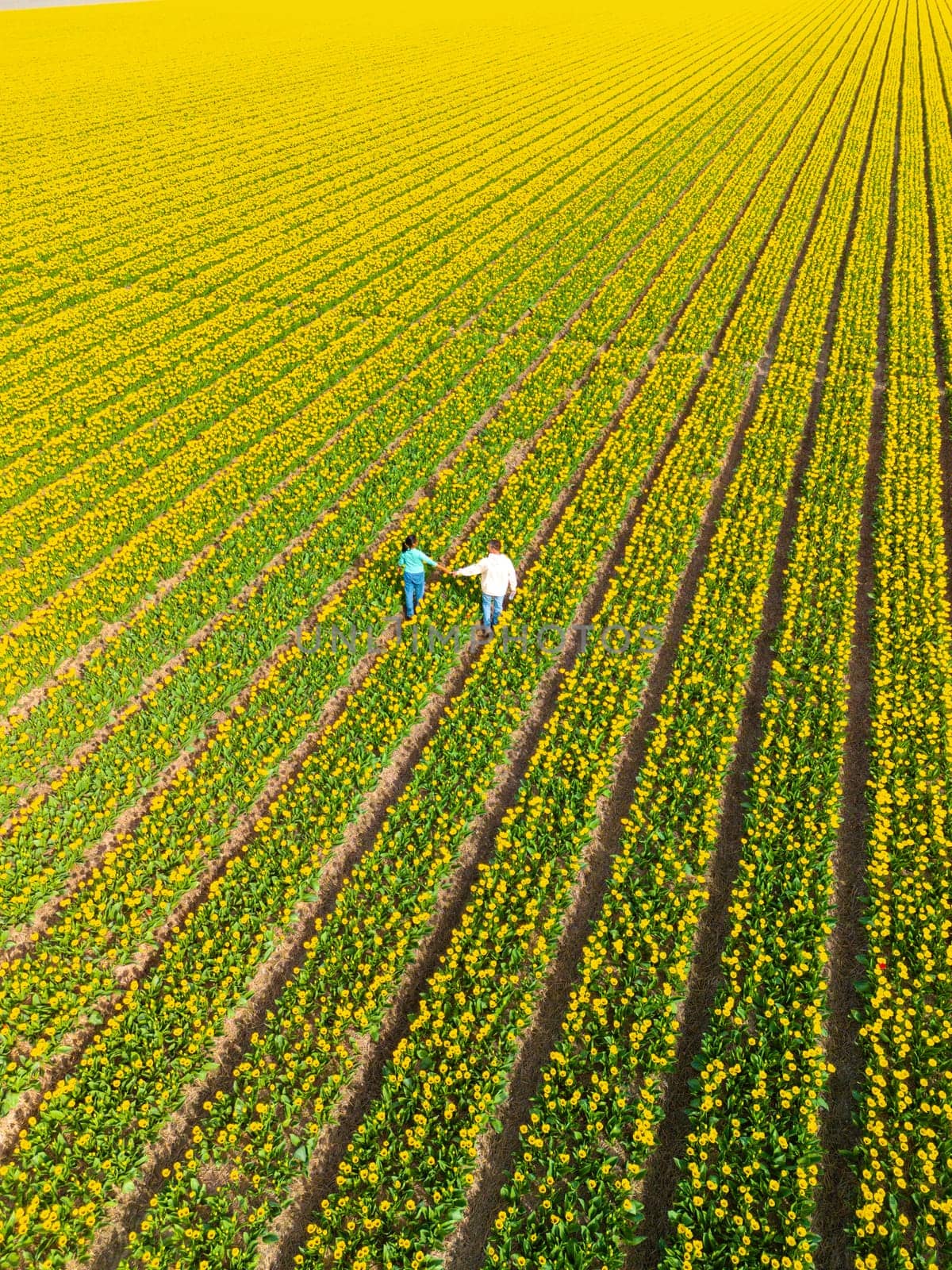 Men and women in flower fields seen from above with a drone in the Netherlands, Tulip fields Spring by fokkebok