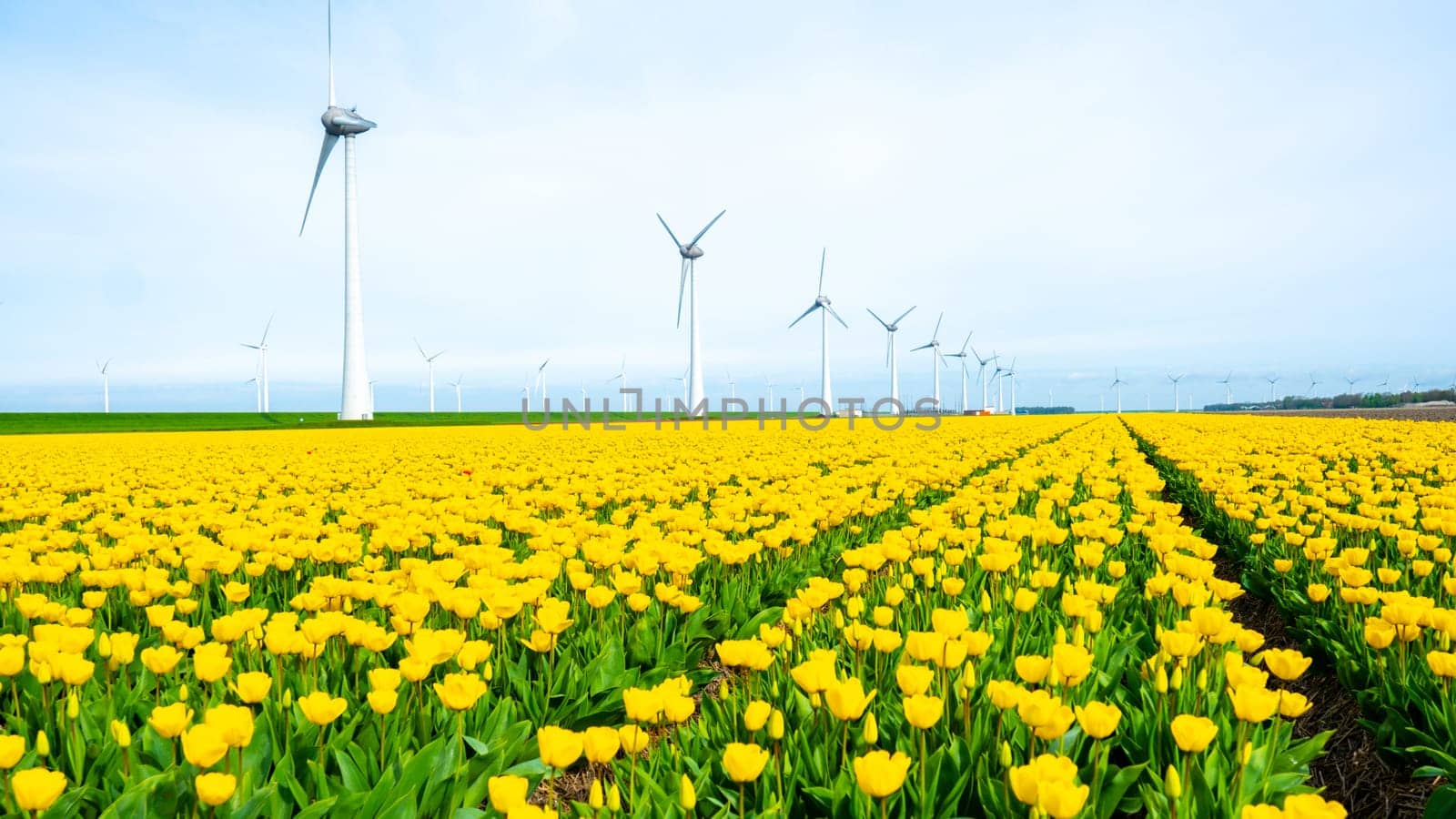 windmill park with tulip flowers, windmill turbines in the Netherlands Europe. windmill turbines in the Noordoostpolder Flevoland, yellow tulip field in Spring