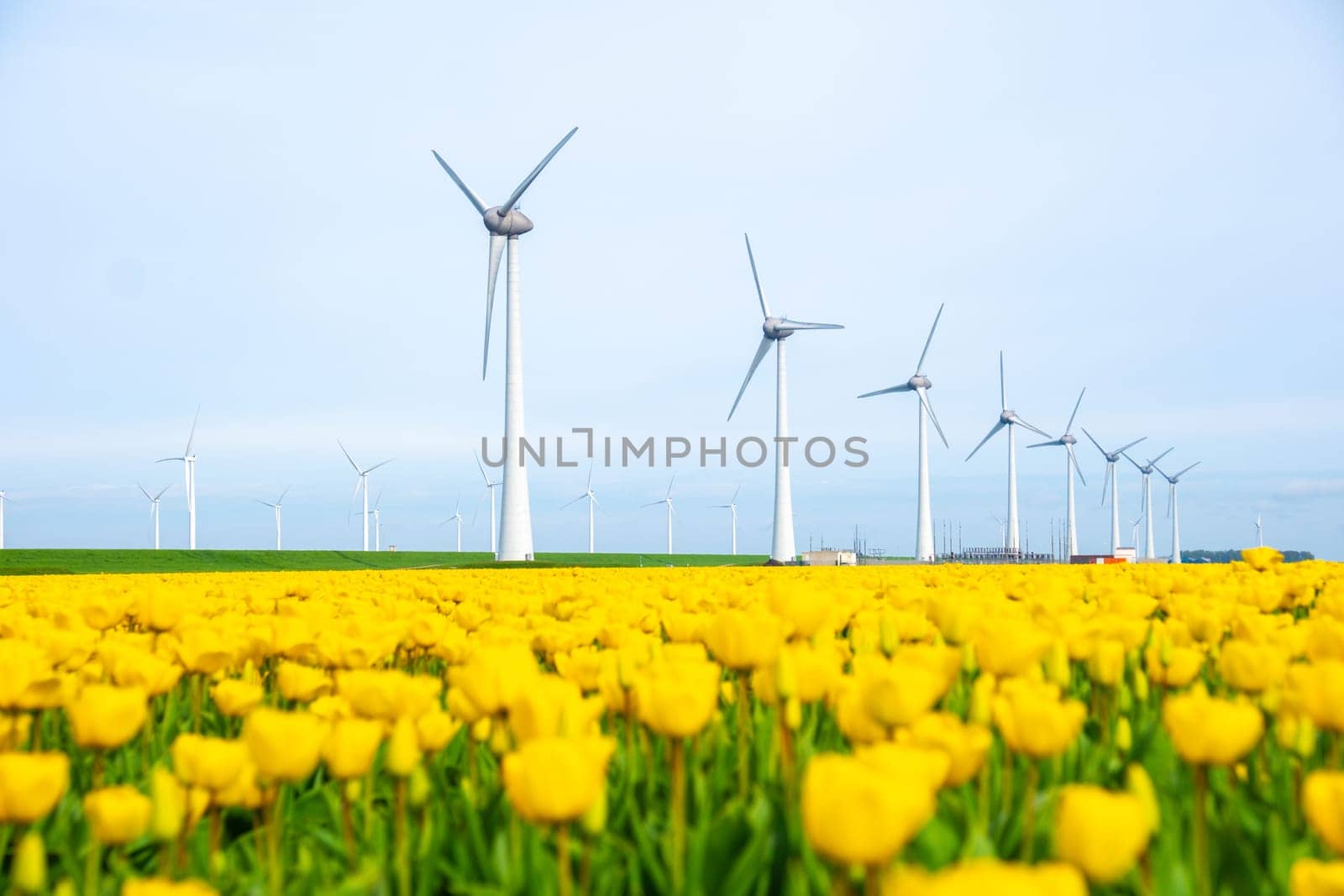 windmill park with tulip flowers in Spring, windmill turbines in the Netherlands in the Noordoostpolder Flevoland