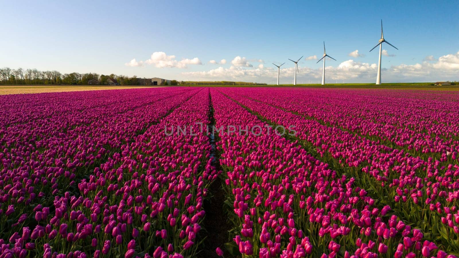 A vibrant field of colorful flowers dances gracefully in the wind, with majestic windmills standing tall in the background under a clear blue sky by fokkebok