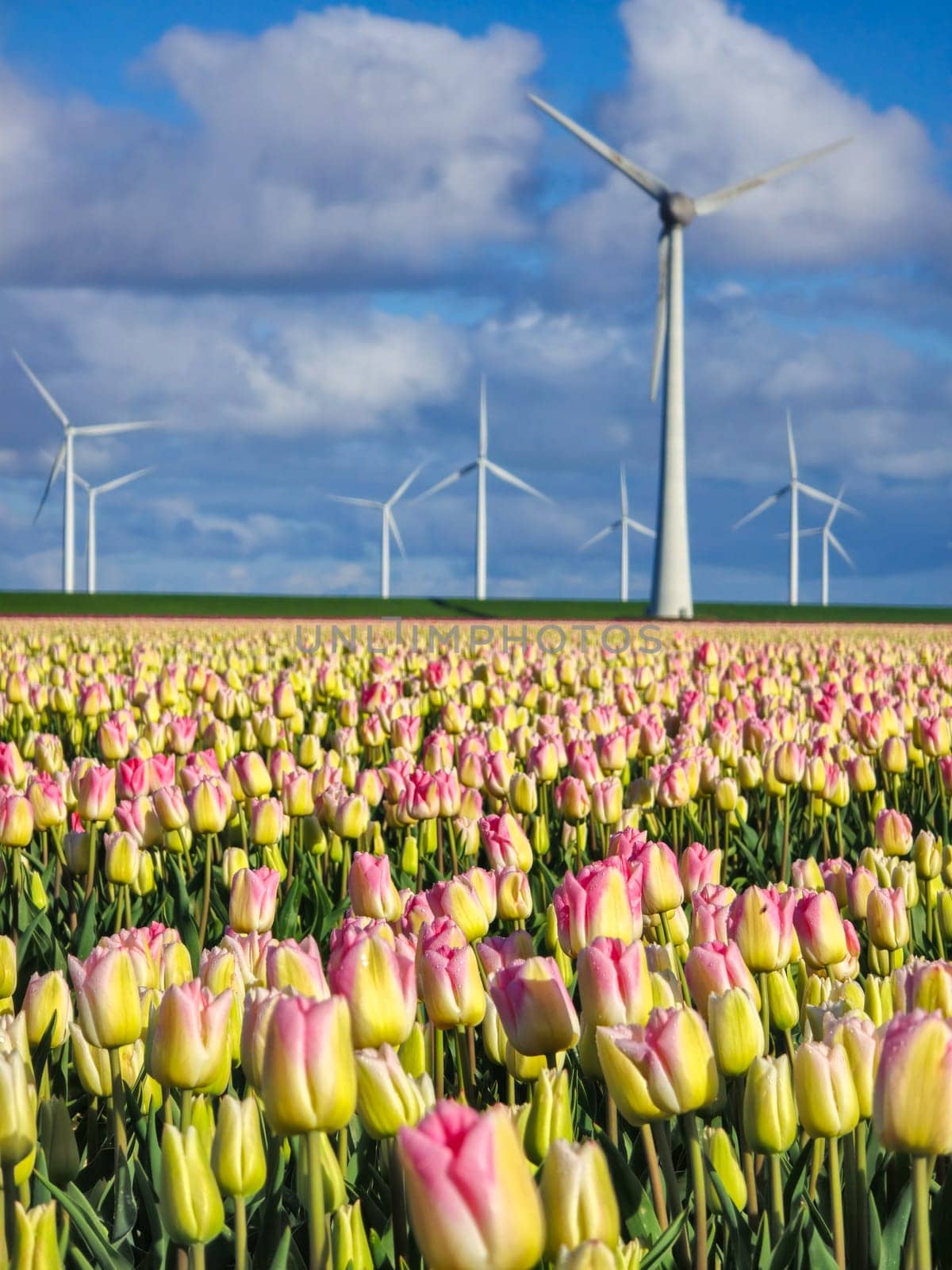 A mesmerizing sight of colorful tulips spreading across a field, with majestic windmills standing tall in the background, gracefully turning with the spring breeze by fokkebok