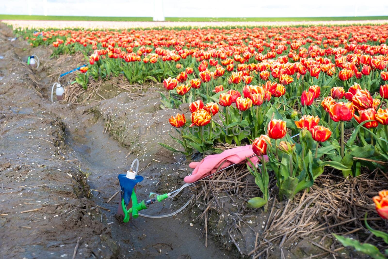 sprayer with pesticides and gloves on the ground with a colorful tulip field in the Netherlands. Glyphosate herbicide