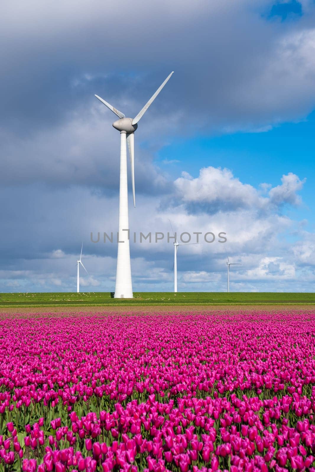 A vibrant field of purple tulips sways gracefully in the spring breeze, with a windmill turbine standing tall in the background in the Noordoostpolder Netherlands
