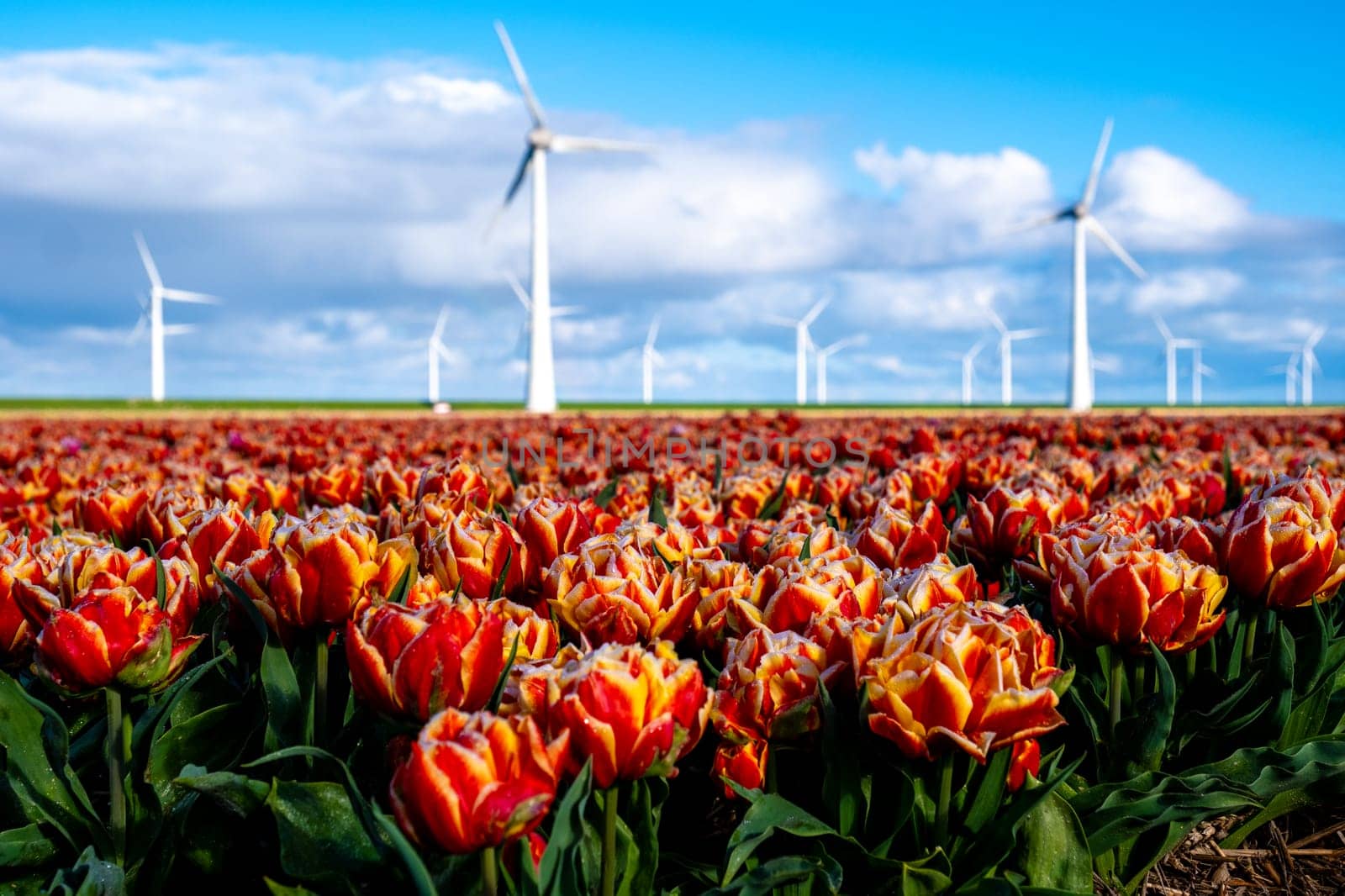 A vibrant field of red and yellow tulips swaying gently in the wind, with traditional windmill turbines towering in the background against a clear blue sky by fokkebok