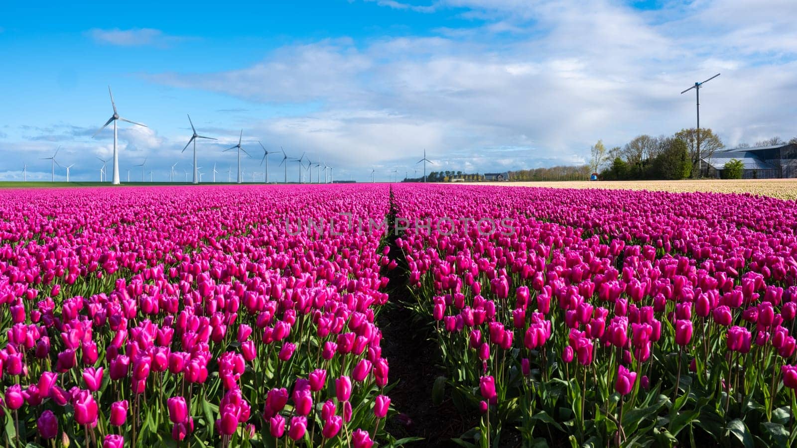 A vibrant field of pink tulips sways gracefully in the wind, framed by majestic windmills scattered across the picturesque Dutch countryside in the Noordoostpolder Netherlands