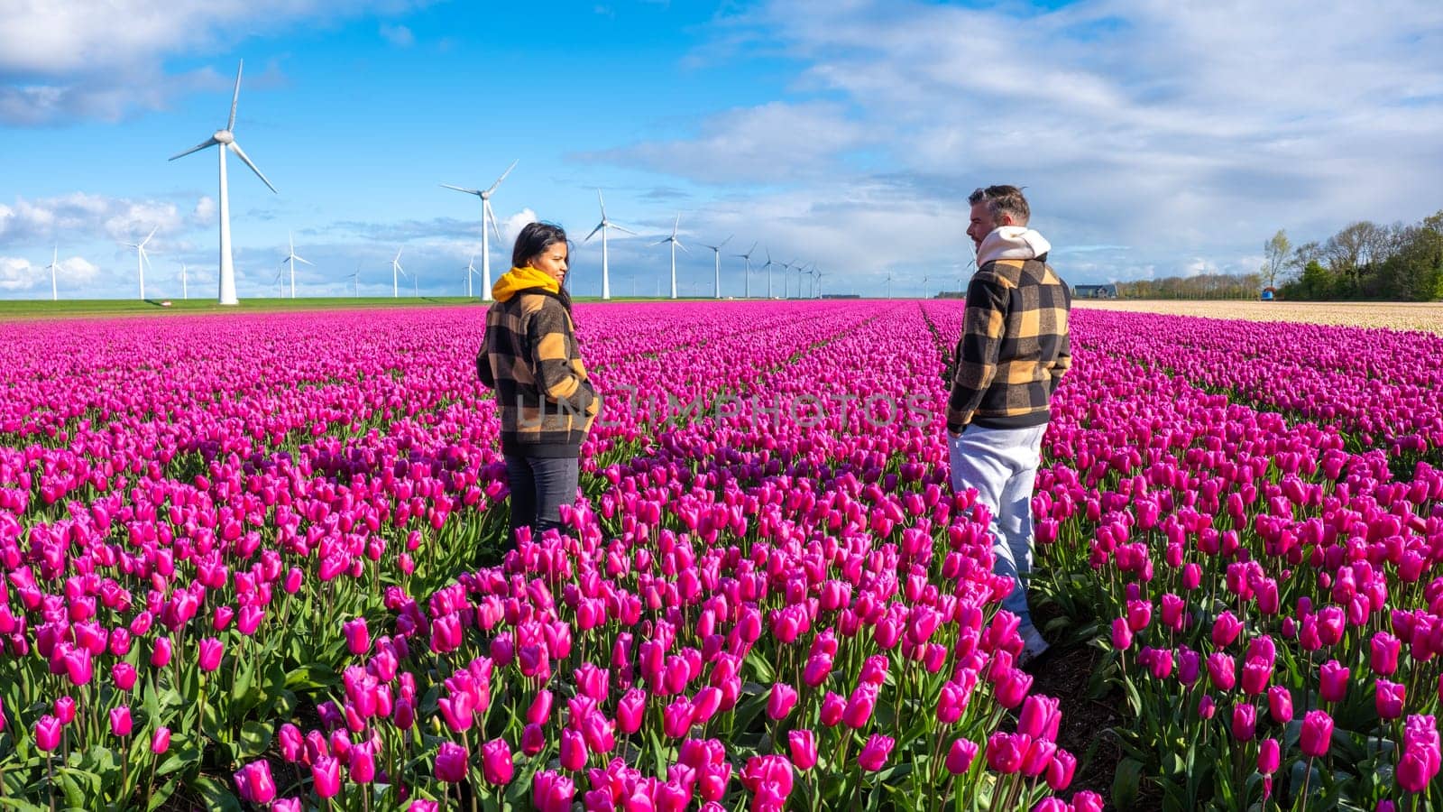 a couple of men and women in a sea of purple tulips under the watchful gaze of windmill turbines in the Netherlands in Spring.