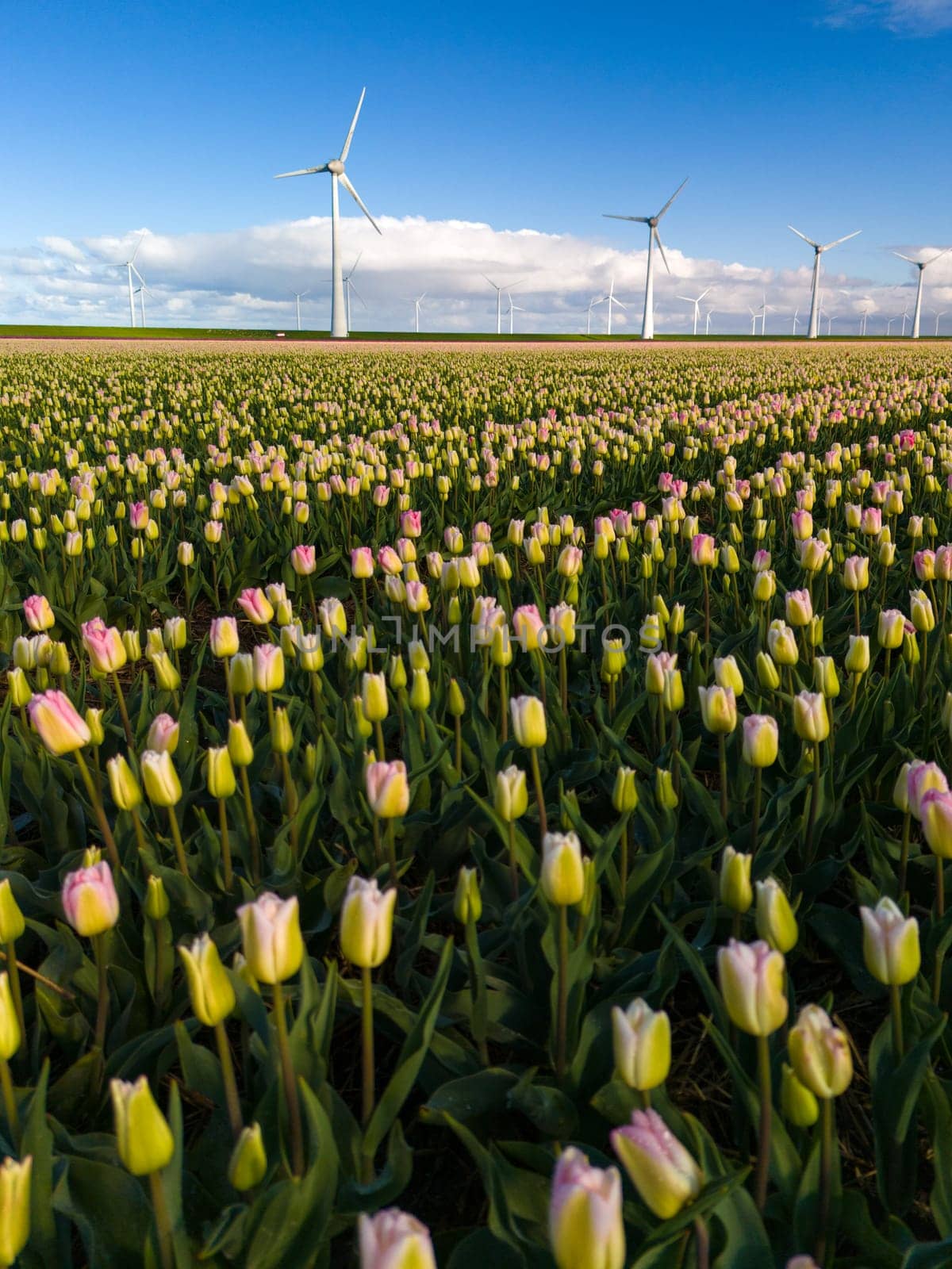 A vibrant field of tulips stretches out beneath the towering windmills of the Netherlands in Spring, creating a colorful and picturesque scene. windmill turbines in the Noordoostpolder Netherlands