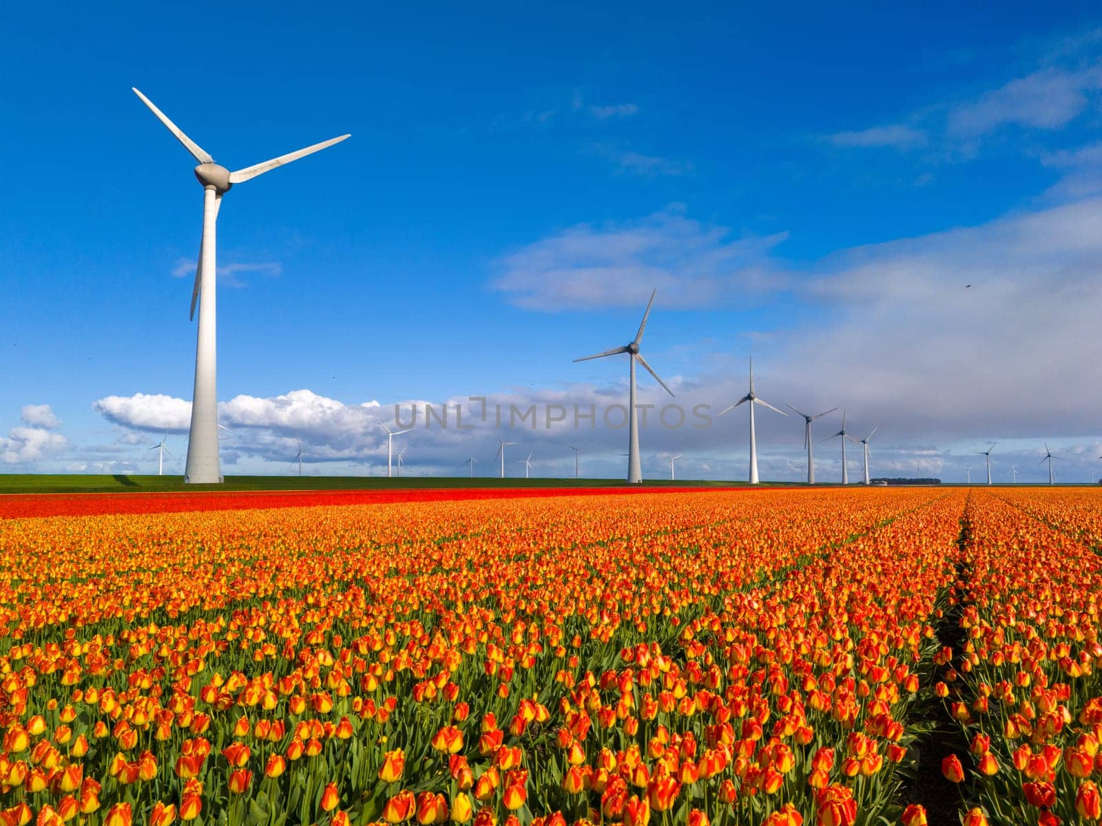 windmill park with spring flowers and a blue sky, windmill park in the Netherlands aerial view with wind turbine and tulip flower field Flevoland Netherlands, Green energy, energy transition