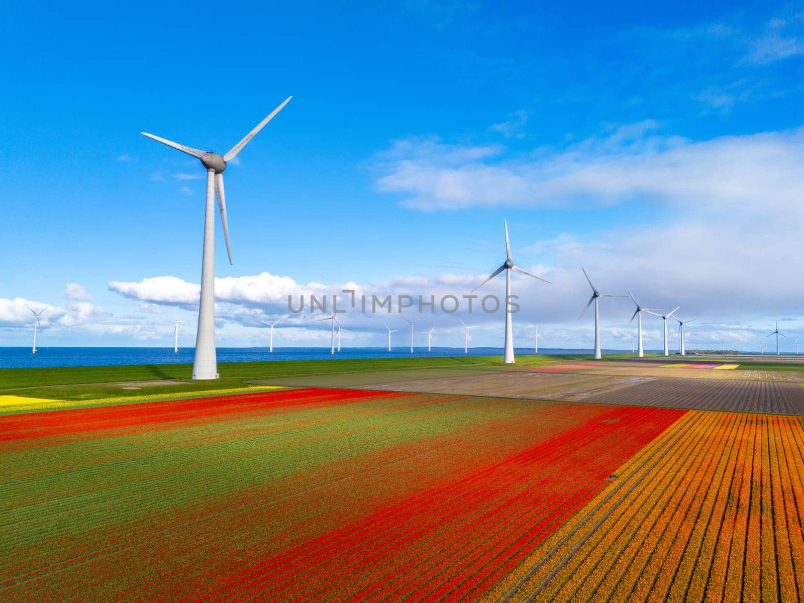 windmill park with spring flowers, windmill park in the Netherlands with wind turbine and tulip flower field Flevoland Netherlands, Green energy, energy transition, carbon neutral, Earth day