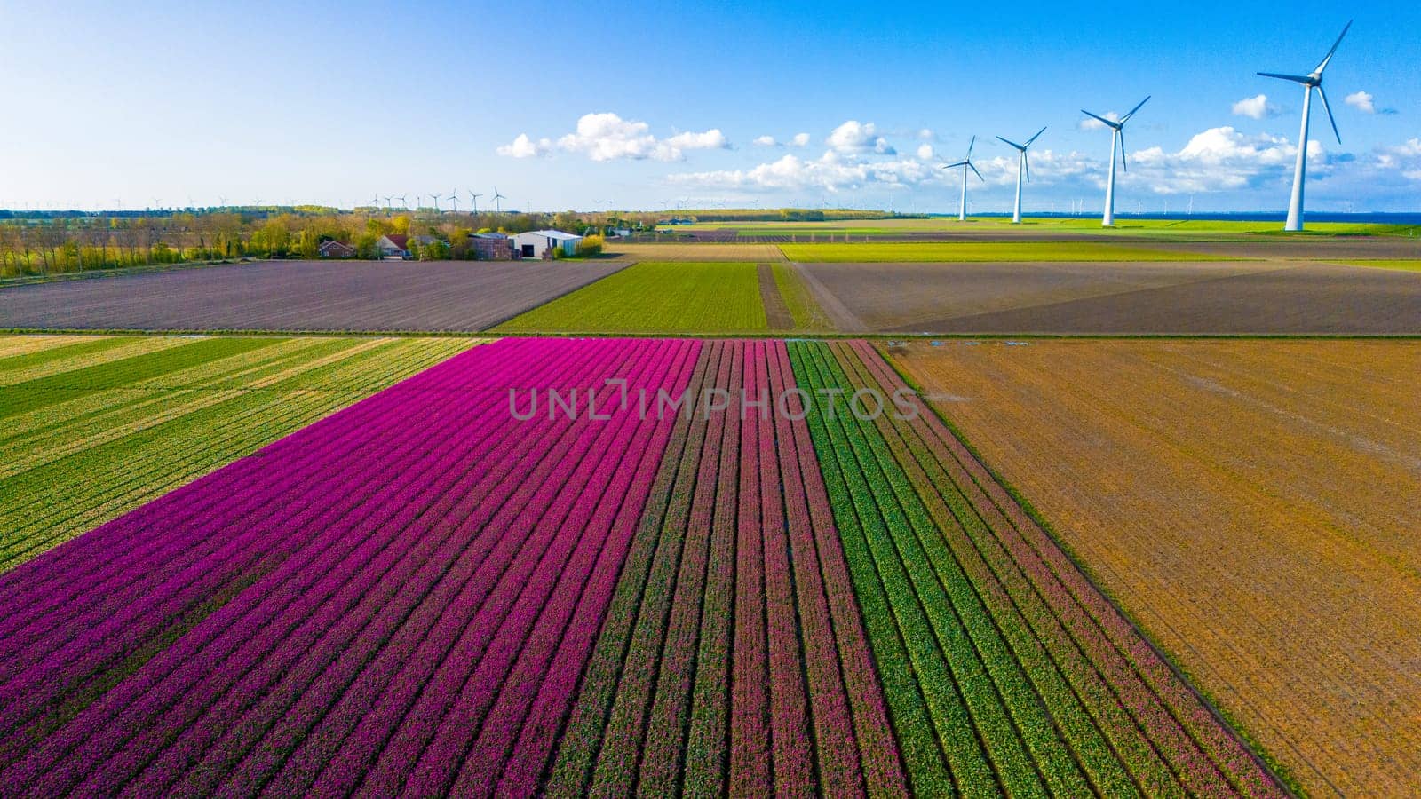 windmill park with spring flowers and a blue sky, windmill park in the Netherlands aerial view with wind turbine and tulip flower field Flevoland Netherlands, Green energy, energy transition