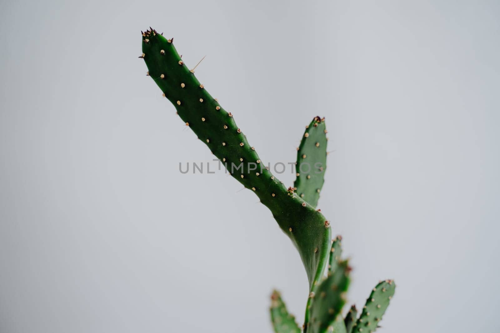Green flat cactus on white background. Close-up of a cactus.