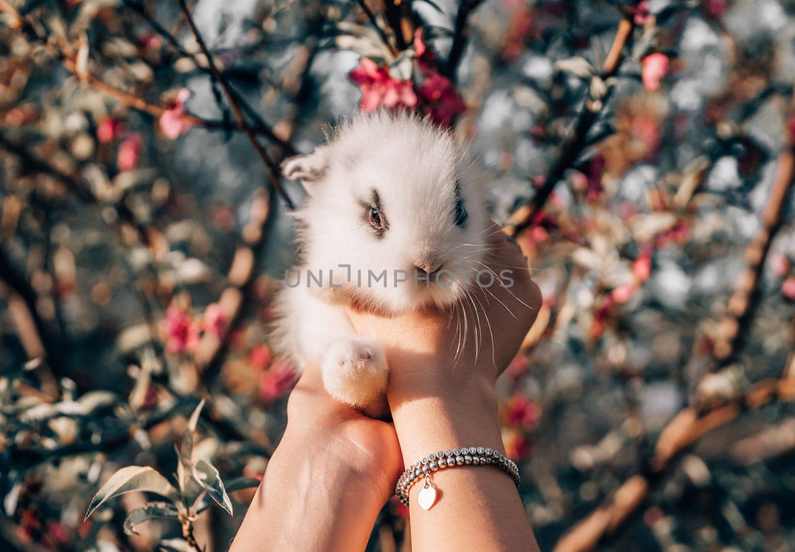 Cute little baby rabbit in hands on blooming spring tree background. Easter bunny symbol. by kristina_kokhanova