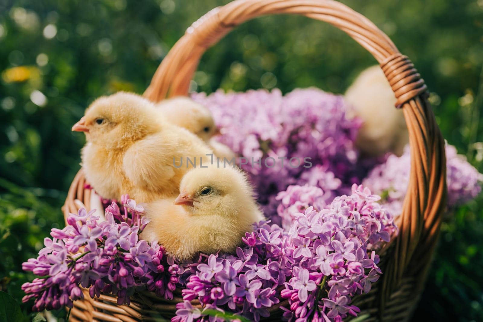 Cute little yellow chickens sitting in wicker basket with lilac flowers. Easter. by kristina_kokhanova