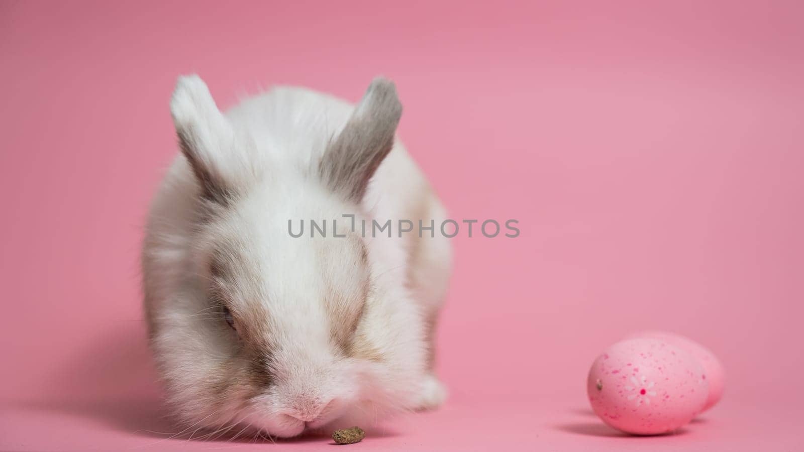 Easter Bunny on a pink background with a painted egg. by mrwed54