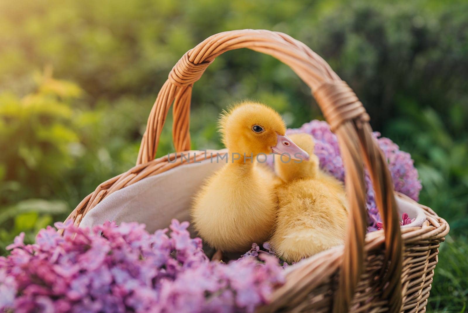 Cute little yellow ducklings sitting in wicker basket with lilac flowers bouquet. Springtime, home poultry farm. Baby ducks. High quality