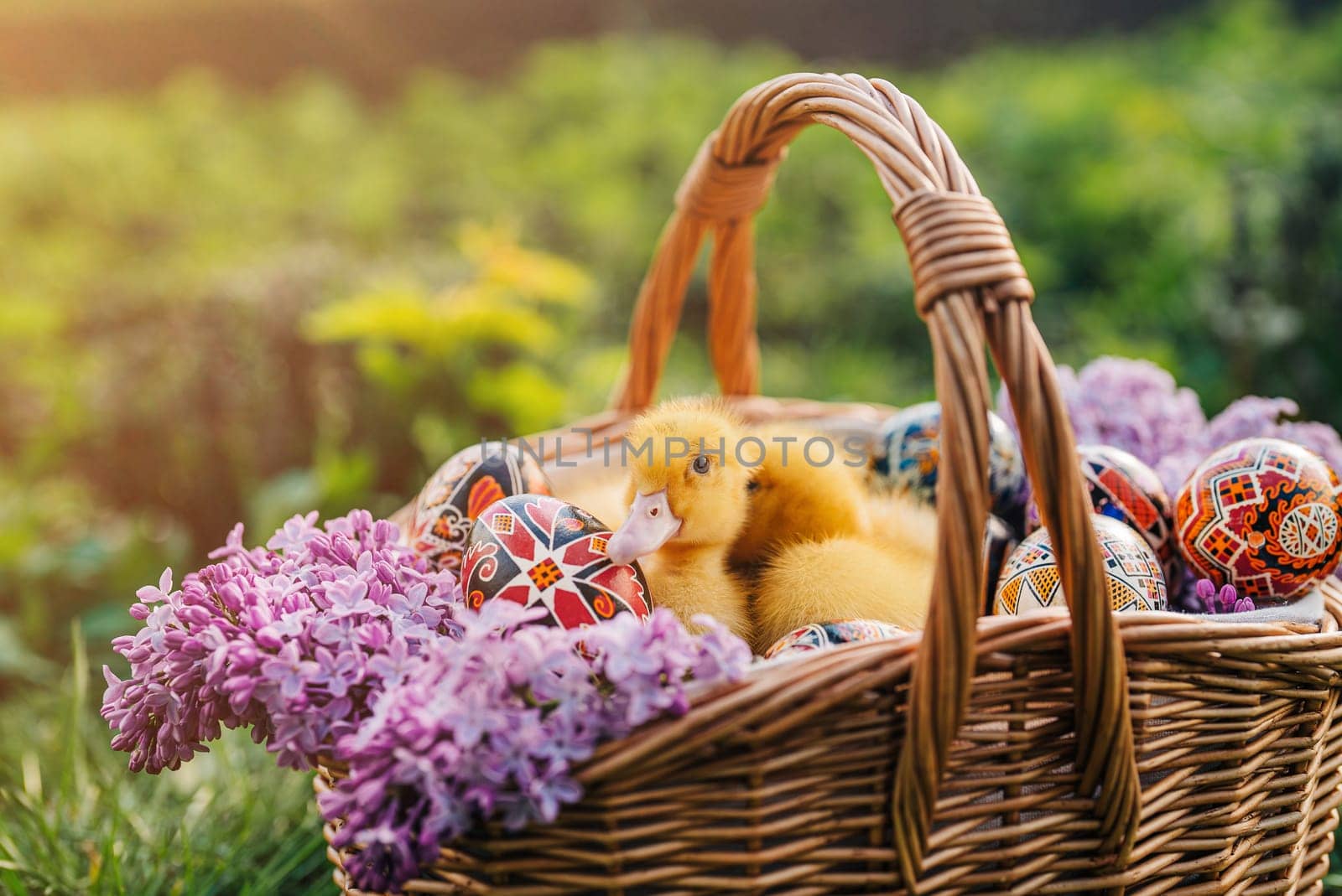 Cute little ducklings sitting with pysanka eggs n basket, lilac flowers bouquet by kristina_kokhanova