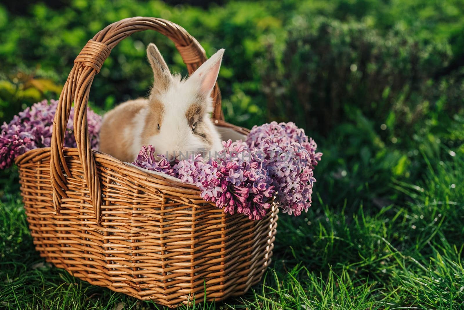 Cute little baby rabbit in wicker basket on nature background. Easter bunny symbol with lilac flowers bouquet. by kristina_kokhanova