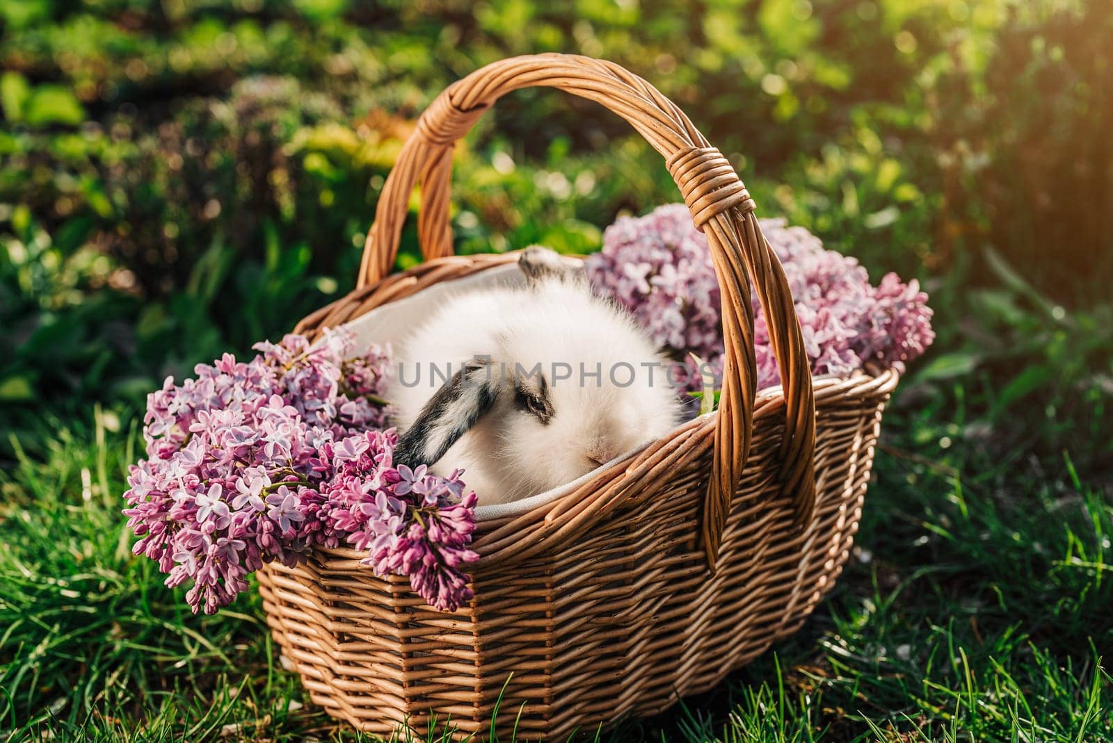 Cute little baby rabbit in wicker basket on nature background. Easter bunny symbol with lilac flowers bouquet. by kristina_kokhanova