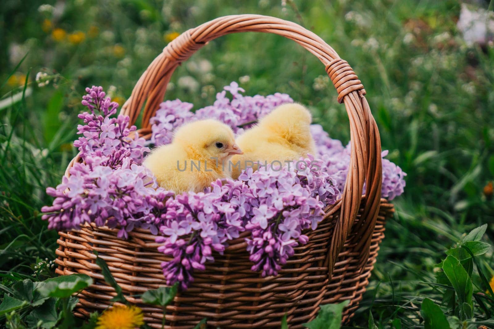 Cute little yellow chickens sitting in wicker basket with lilac flowers. Easter. by kristina_kokhanova