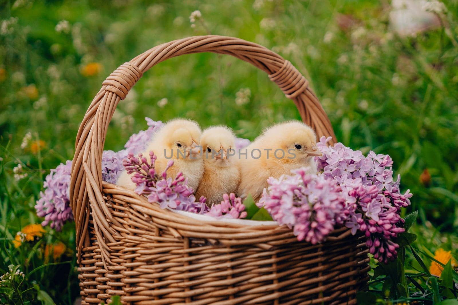 Cute little yellow chickens sitting in wicker basket with lilac flowers. Easter. by kristina_kokhanova