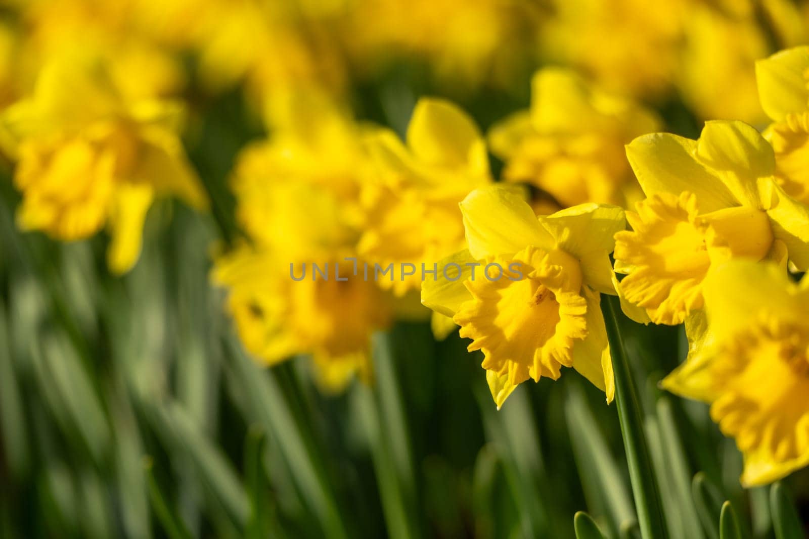 A field of yellow daffodils with green stems. The flowers are in full bloom and are arranged in a neat row. Concept of beauty and tranquility