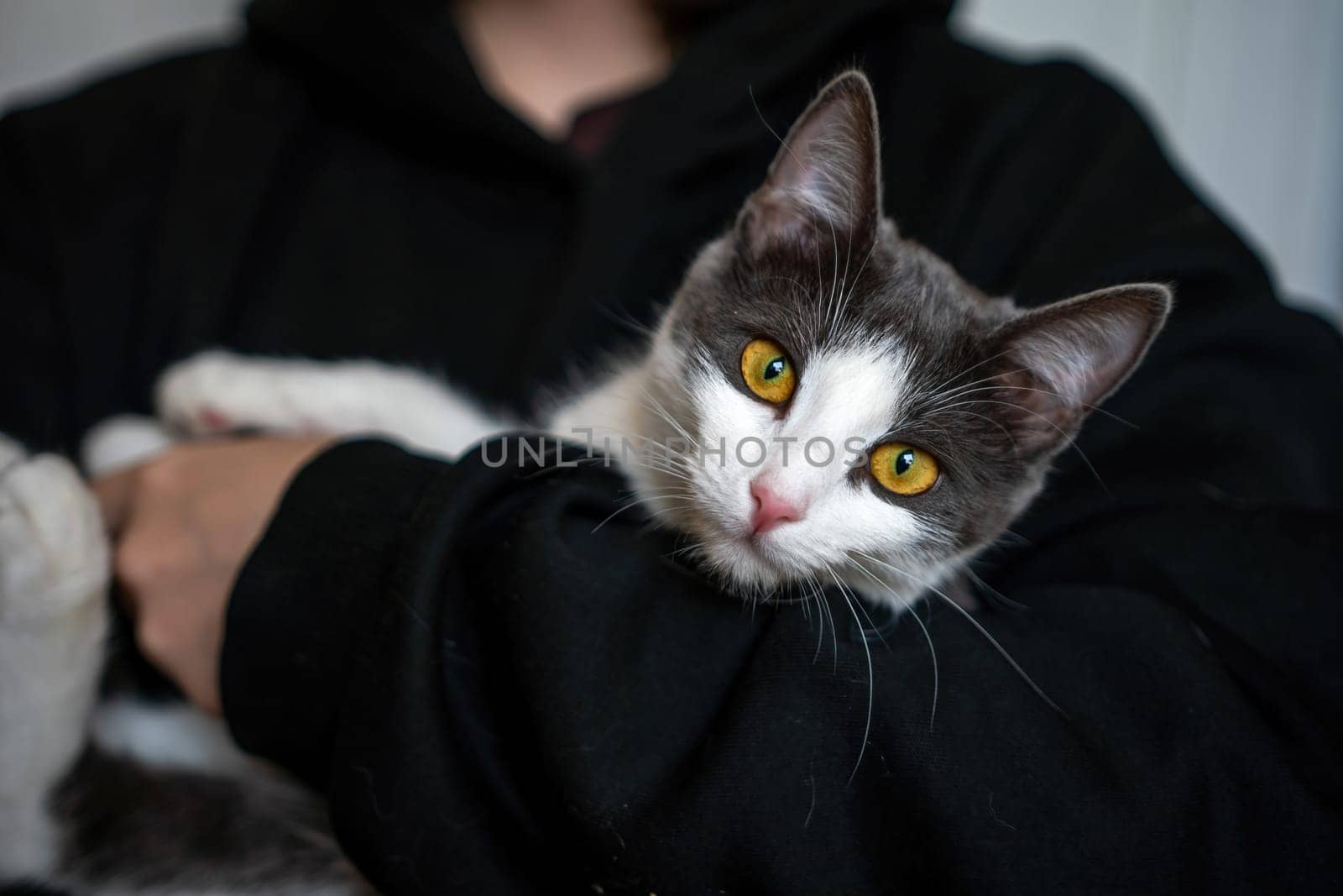 A woman is holding a kitten in her arms. The kitten is gray and white. The woman is wearing a black hoodie