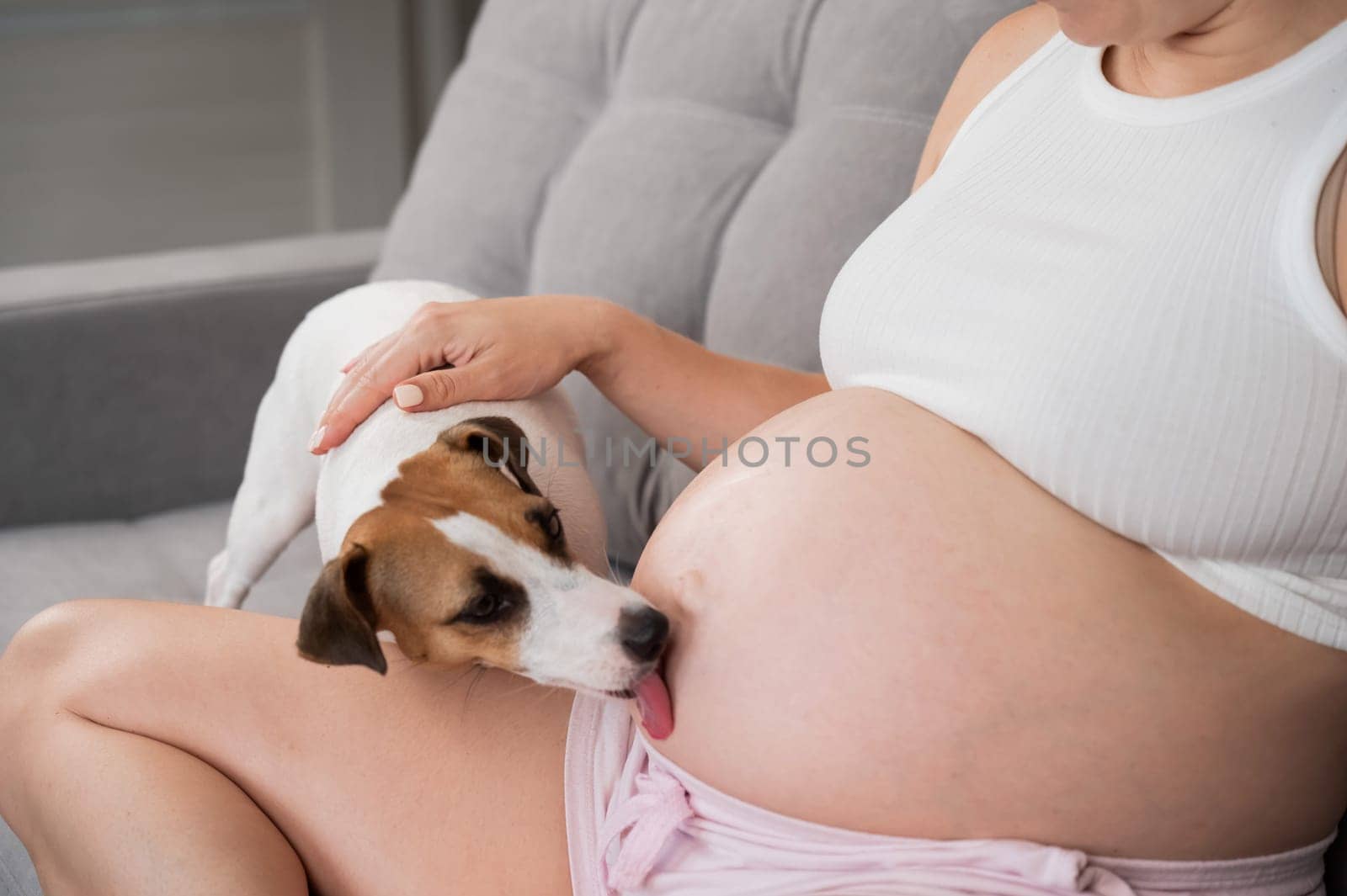 Pregnant woman is sitting on the sofa with her dog. Jack Russell Terrier licks owner's belly