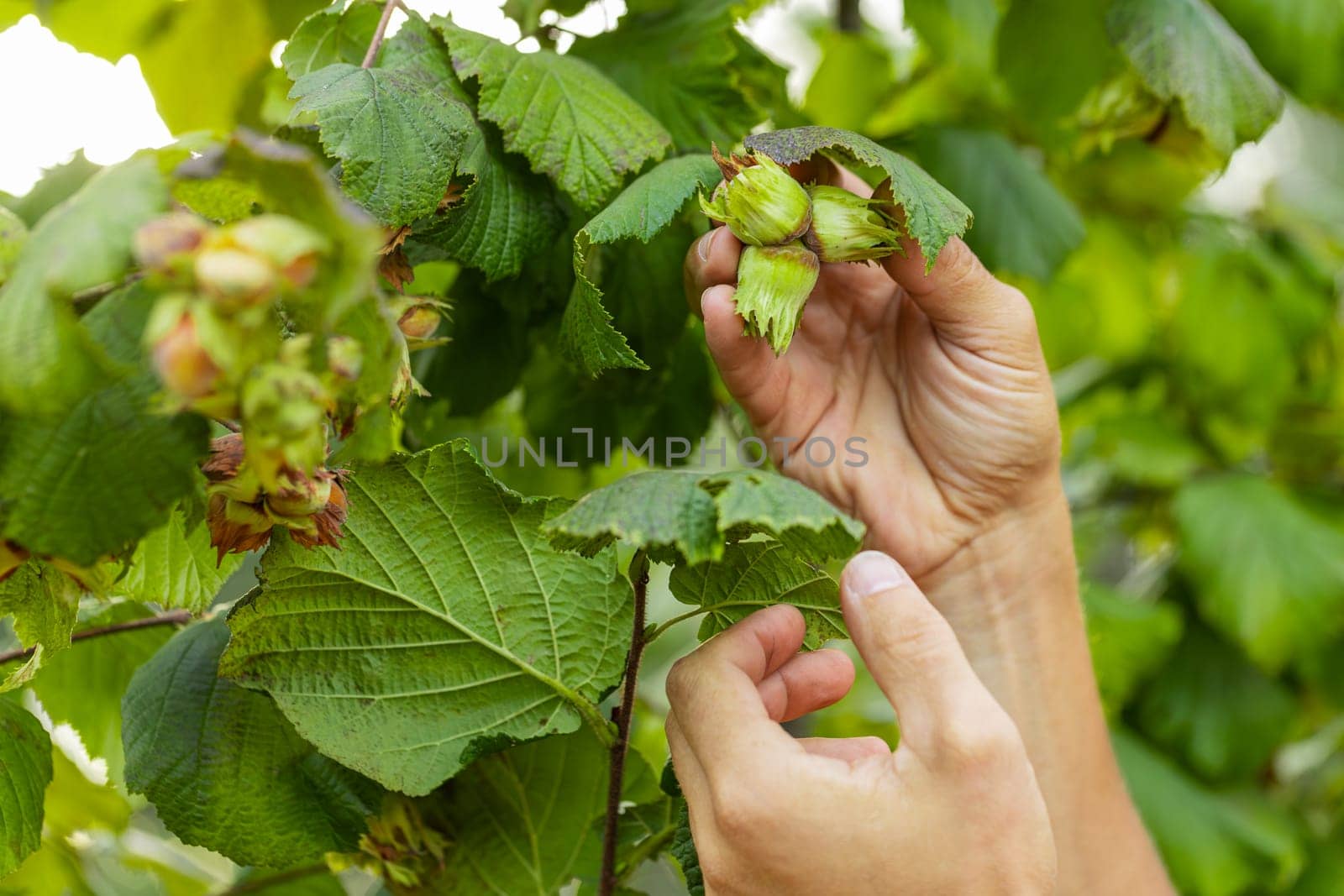 Close-up of man farmer hands plucks collects ripe hazelnuts from a deciduous hazel tree bunch in garden. Growing raw nuts fruit on plantation field. Harvest autumn farm time. Healthy natural eco food