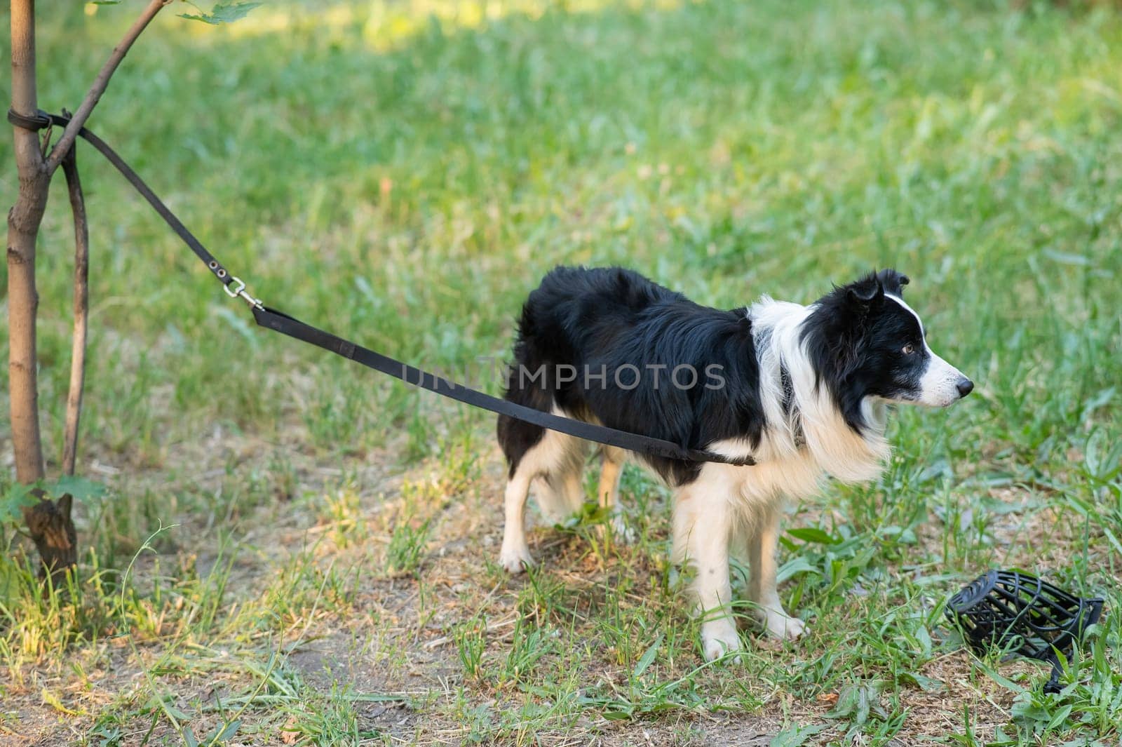 Black and white border collie tied by a leash to a tree