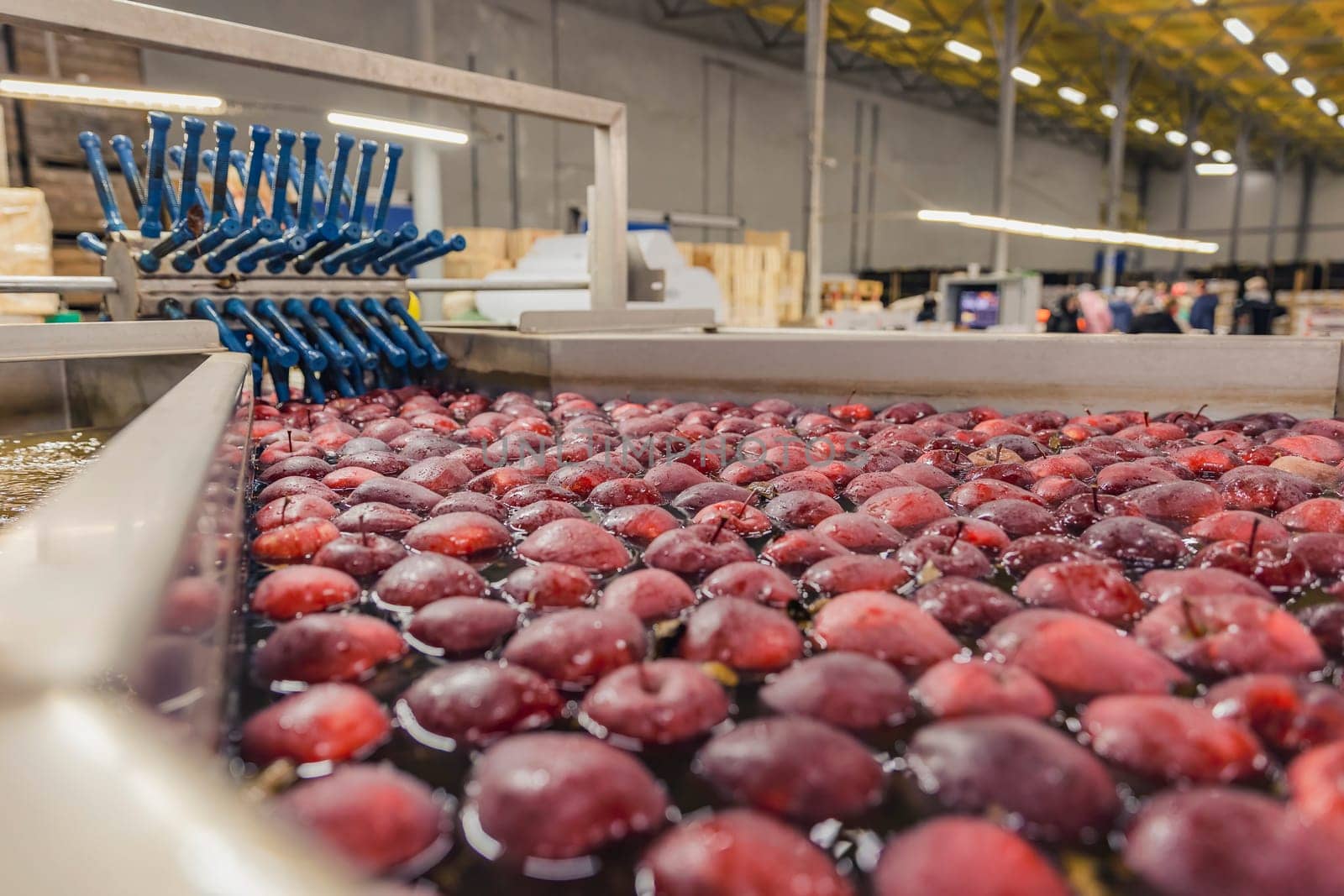 close-up washing red apples in production