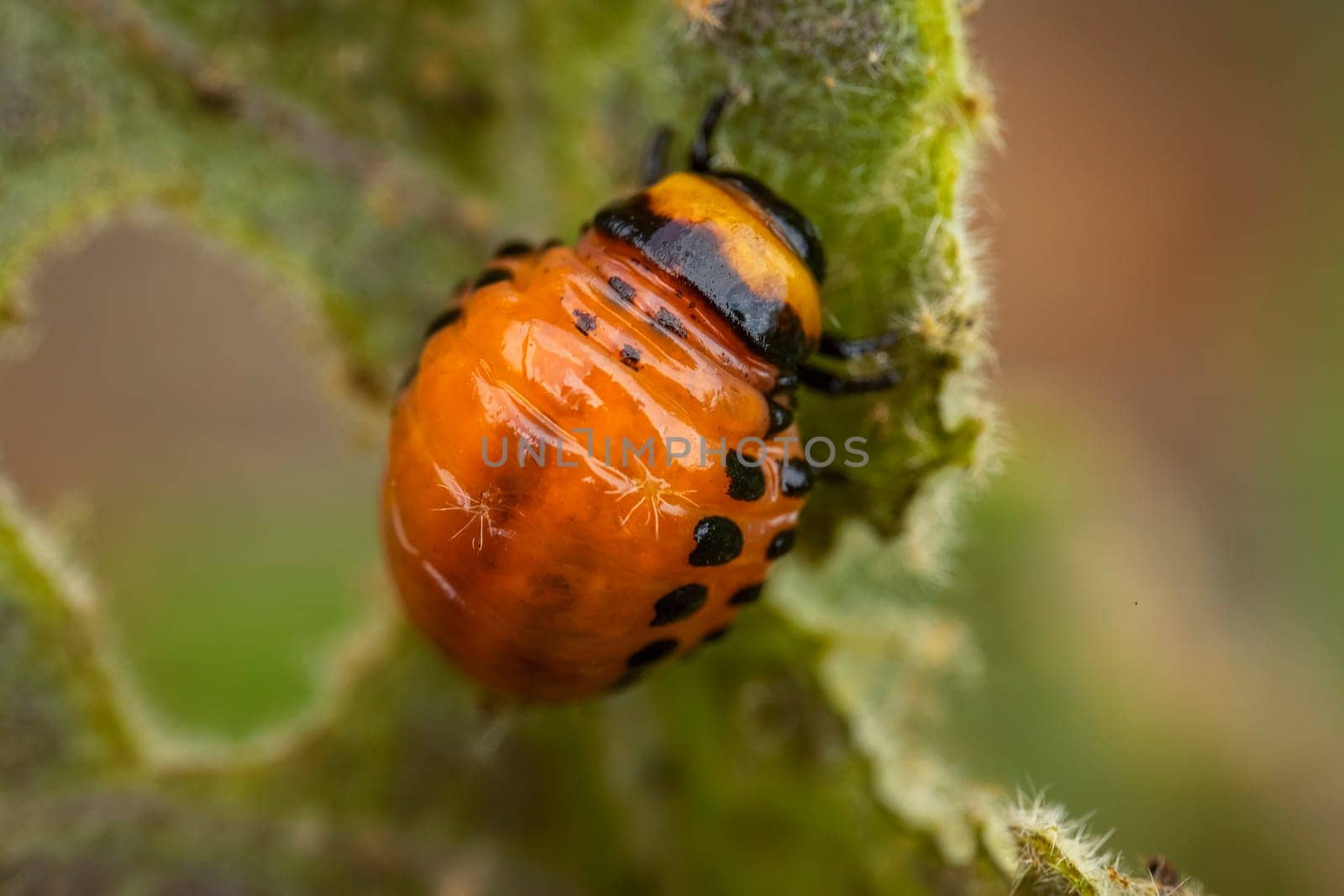 young Colorado potato beetle eats sprouts and potatoes close-up