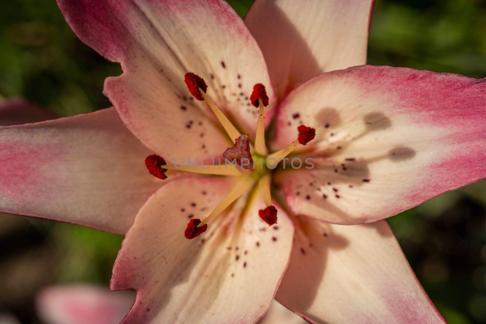 Pink lily flower.Closeup of lily spring flowers. Beautiful lily flower in lily flower garden. Flowers, petals, stamens and pistils of large lilies on a flower bed.