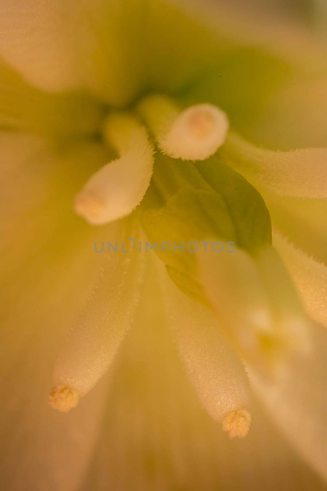 Yucca flowers close up by zokov