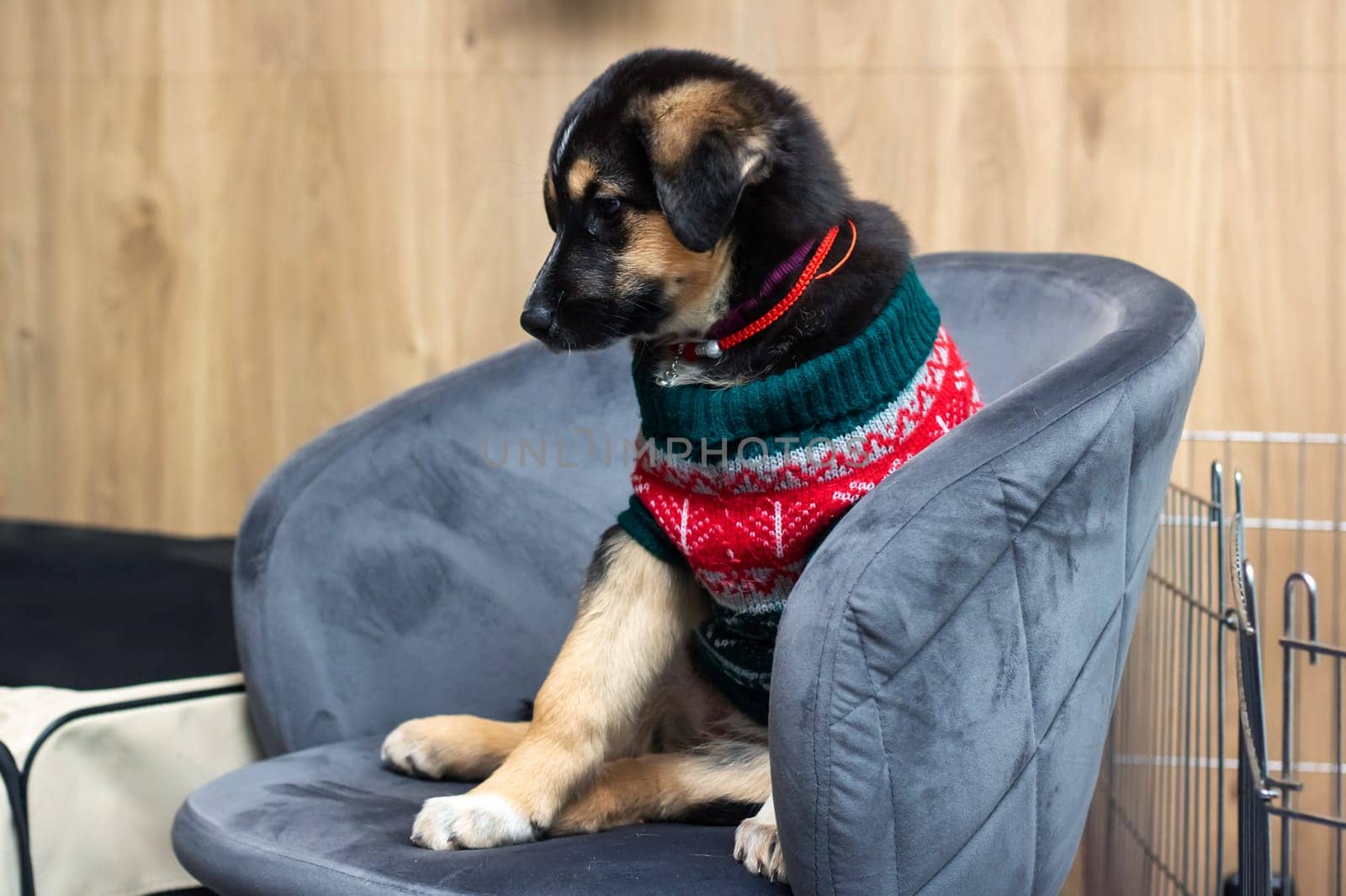 A canine sporting a cozy sweater relaxes in a seat. This Fawncolored dog, a beloved companion breed, finds comfort in pet supplies and provides companionship as a working animal